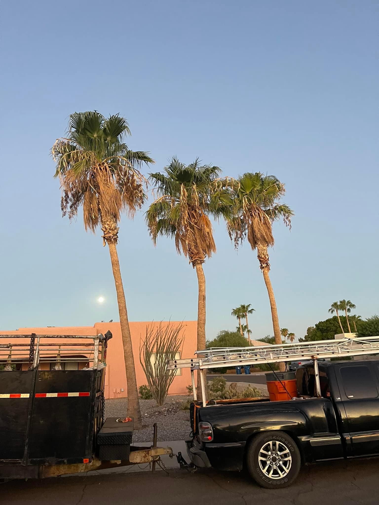  for Oliver L. Palm & Tree services in Yuma County, AZ