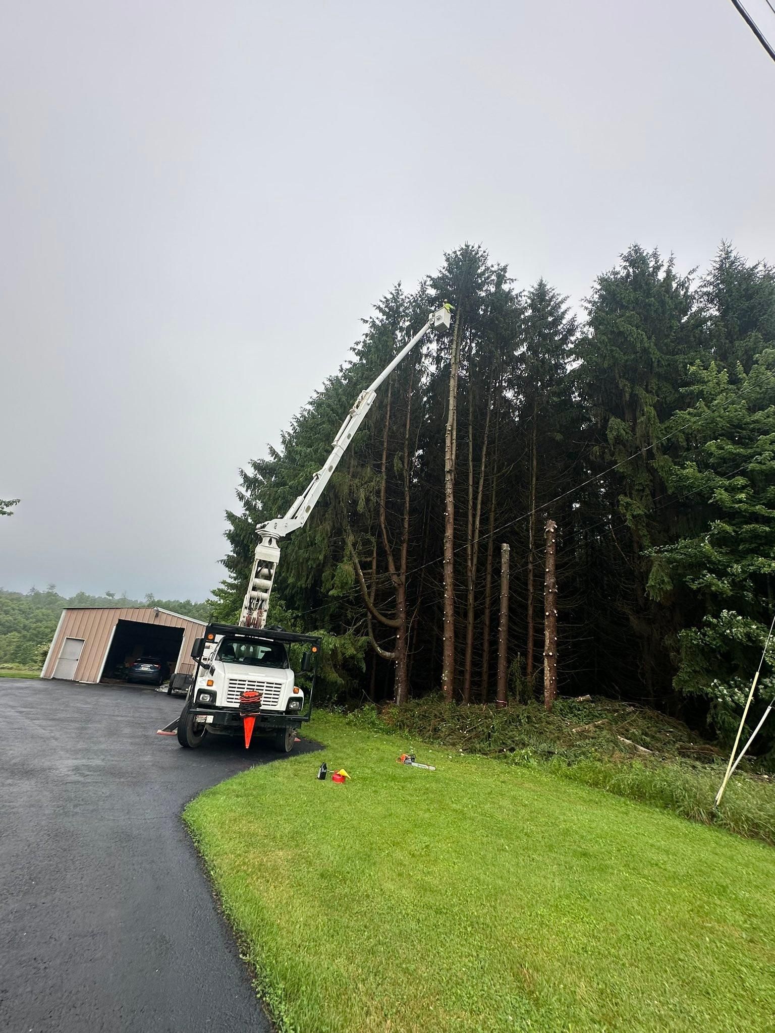  for Mad Tree Service in Cochranton, PA