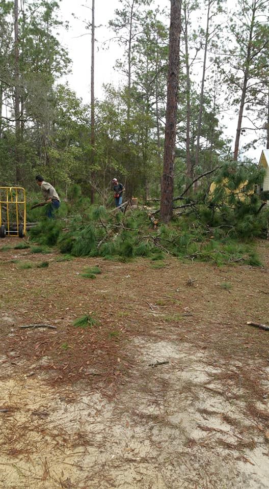 Tree Removal for Asbell's Tree & Land Services in Gilchrist County, FL