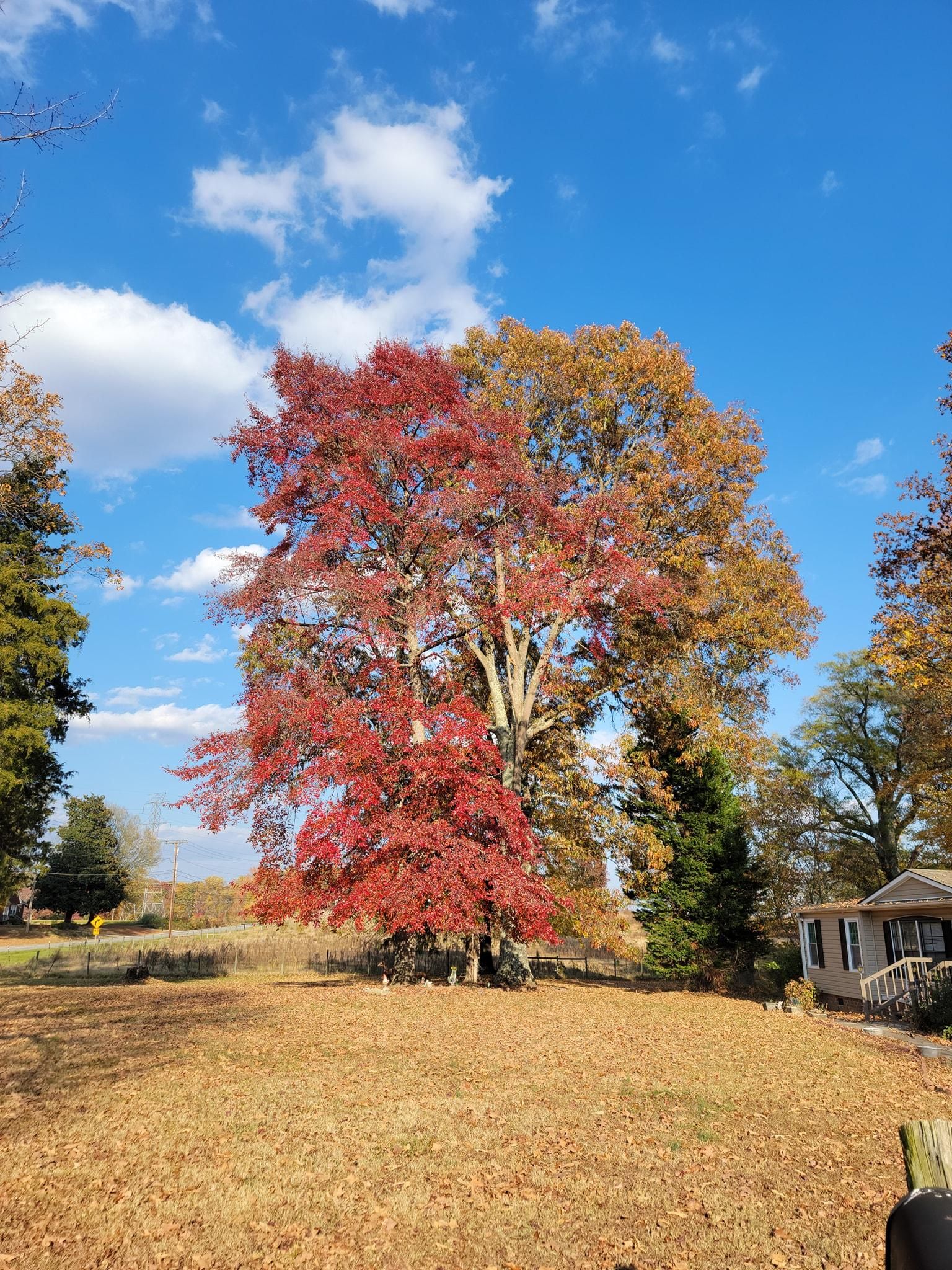  for Piedmont Lawn and Landscaping in Lexington, NC