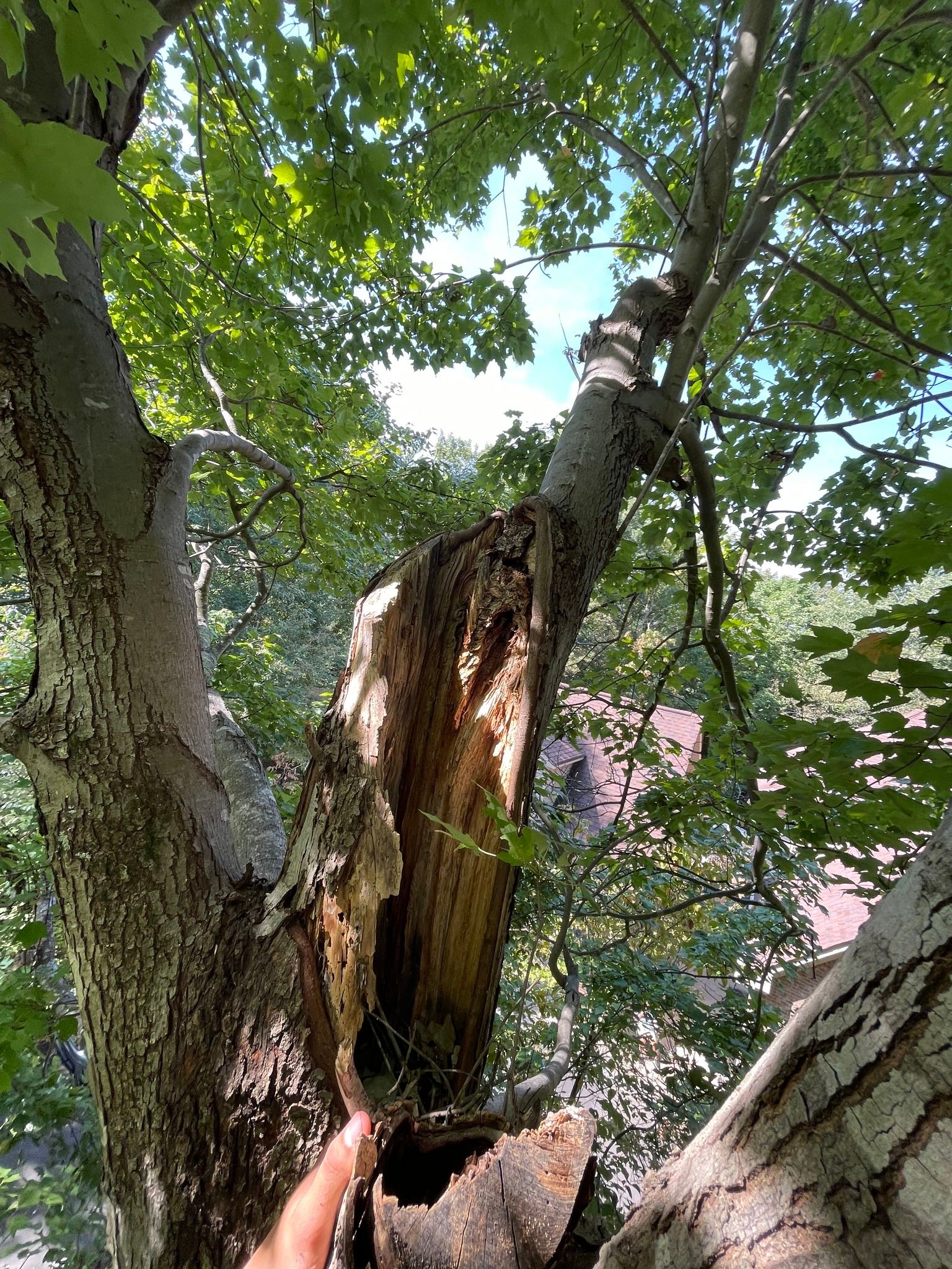  for Stem Tree Service in Belmont, NC
