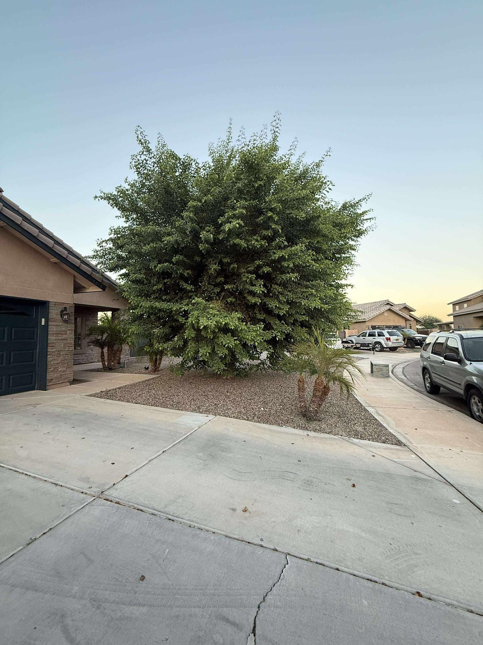  for Oliver L. Palm & Tree services in Yuma County, AZ