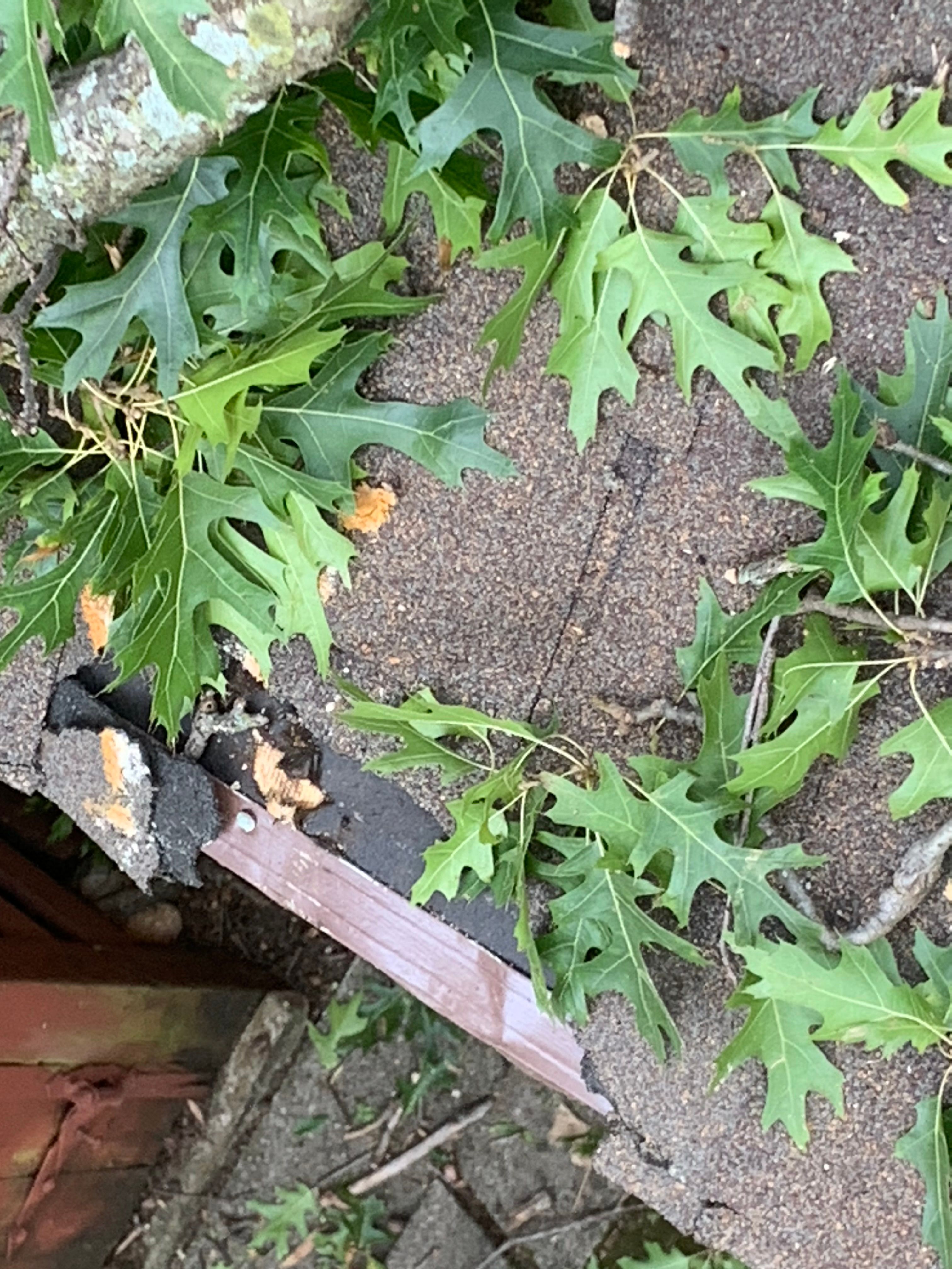  for TLC Professional Tree Service in Bedford, TX