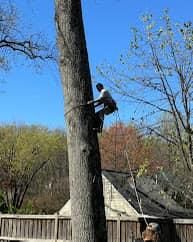  for Ricky's Tree Service & Property Care in Orange, VA