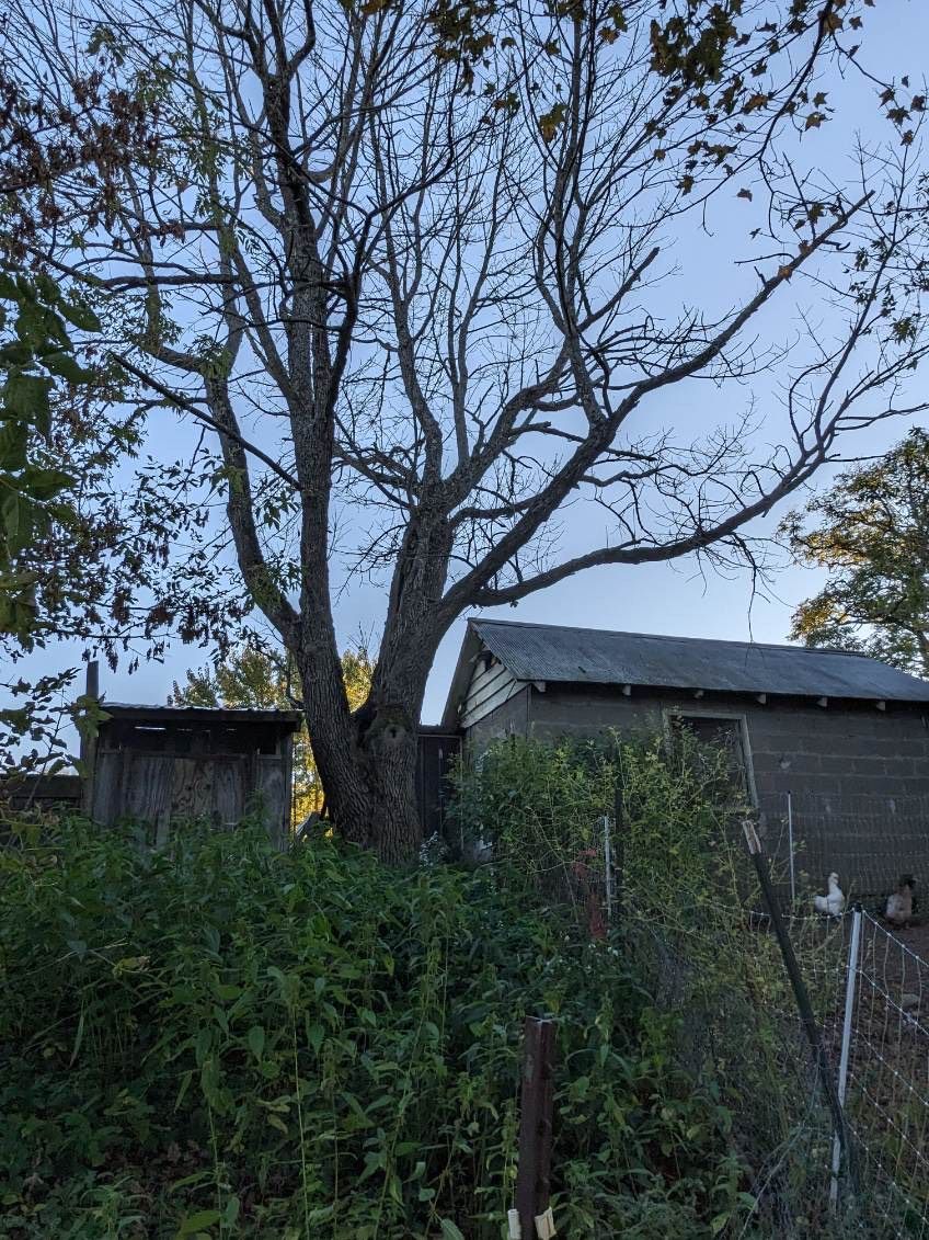  for T's Trees in Albany, NY