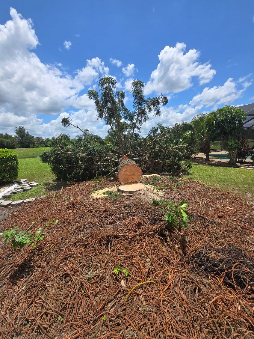 Tree Removal for TREE BOYS in Ruskin, FL