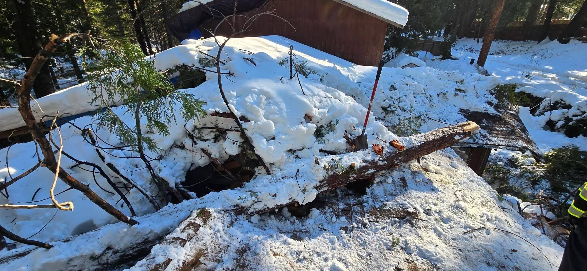  for George Staddan's Professional Tree Care in Placerville, CA