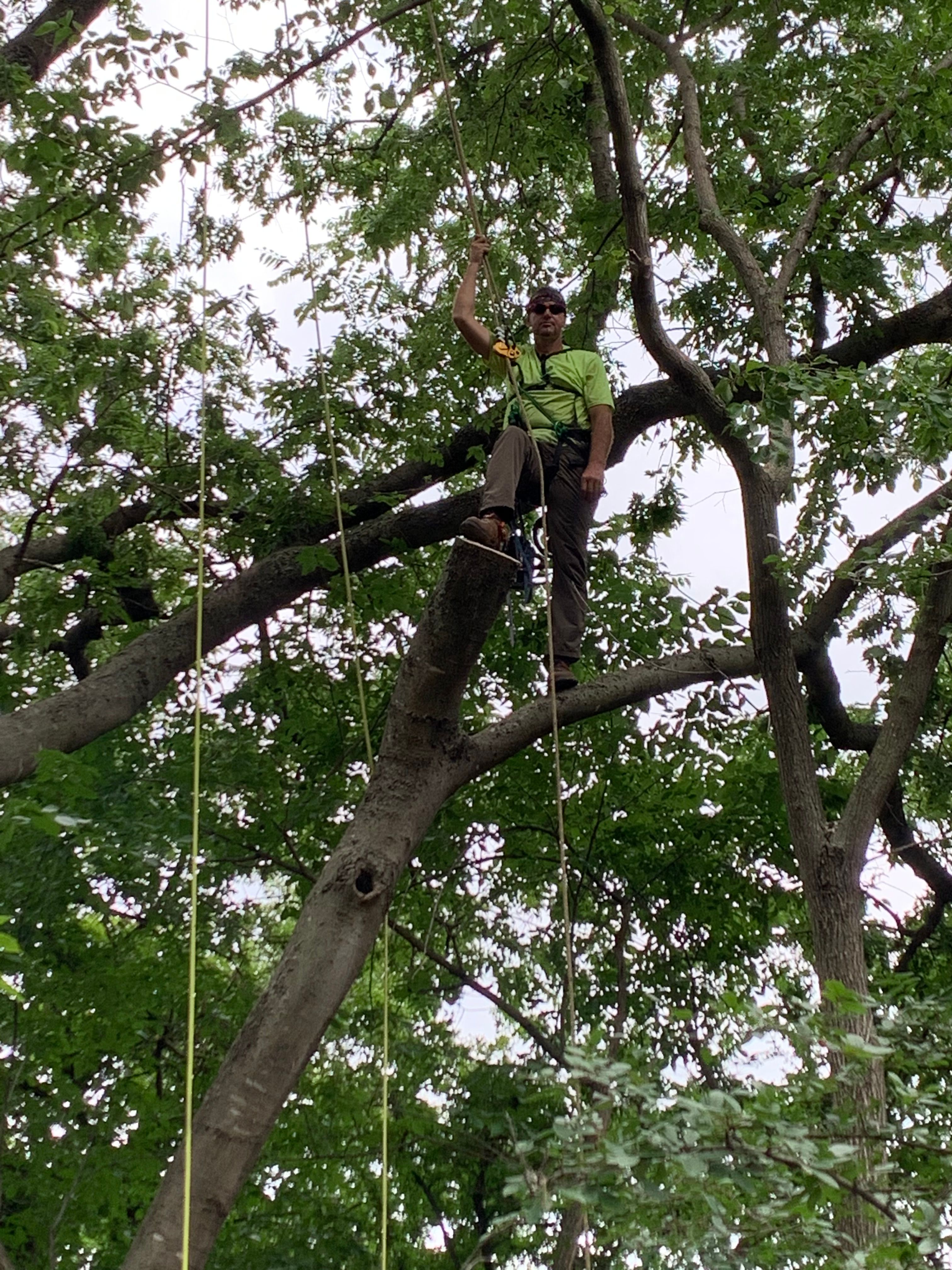  for TLC Professional Tree Service in Bedford, TX