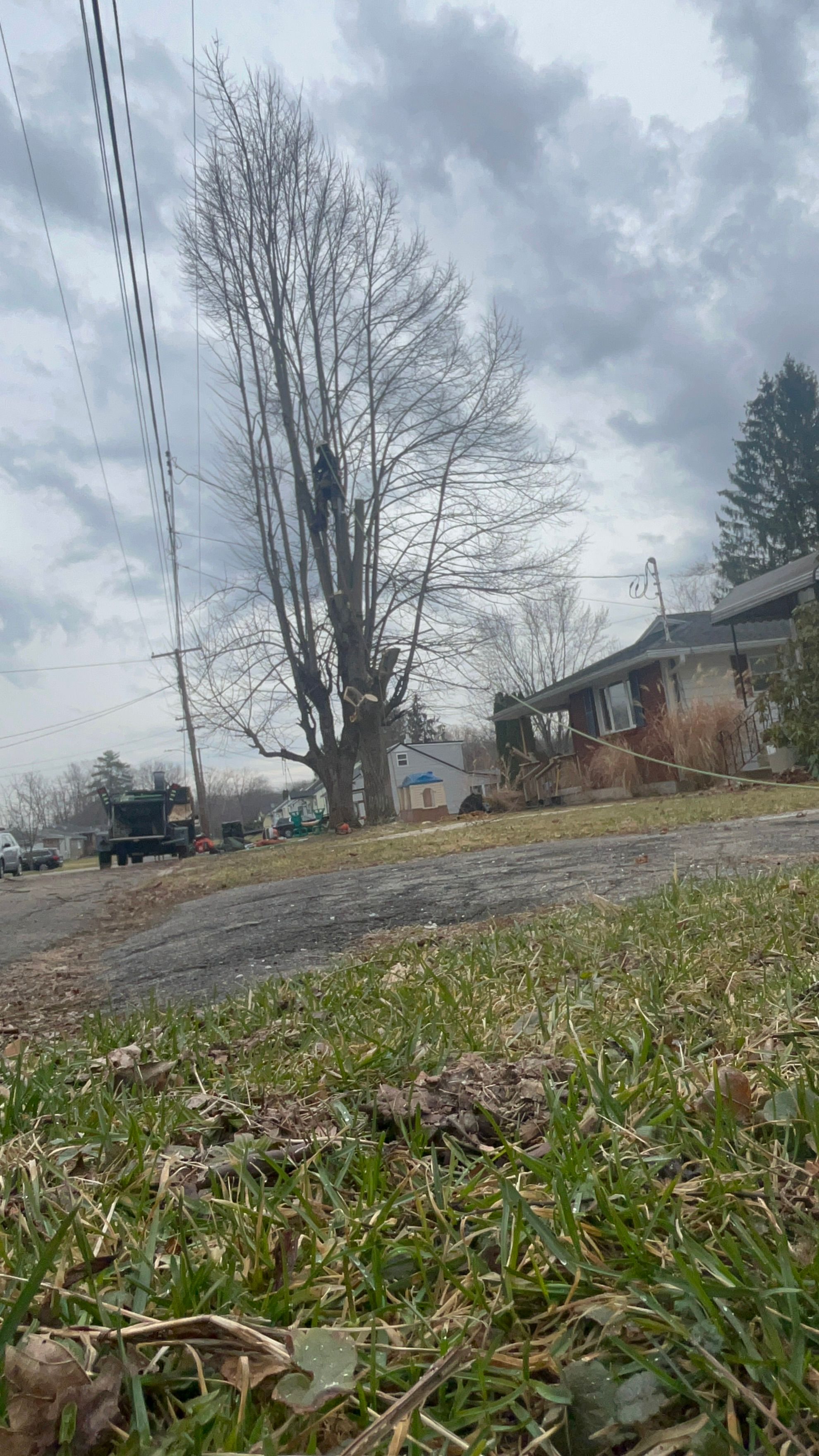 All Photos for Licensed to Cut Tree Service in Athens, PA