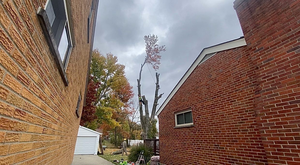  for Timber Ninja Service in Lexington, KY