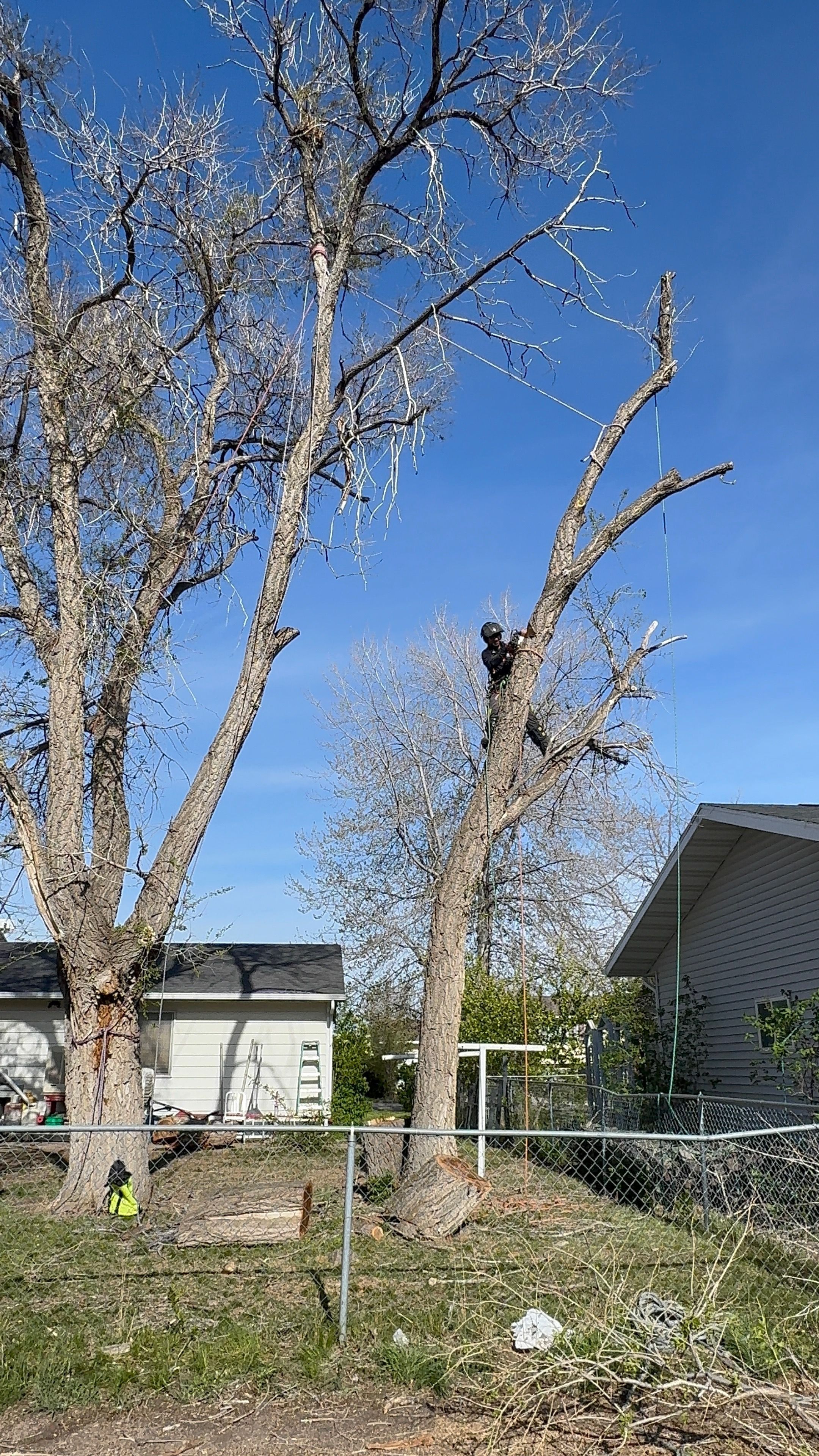  for Elevated Tree Care in Gillette, WY
