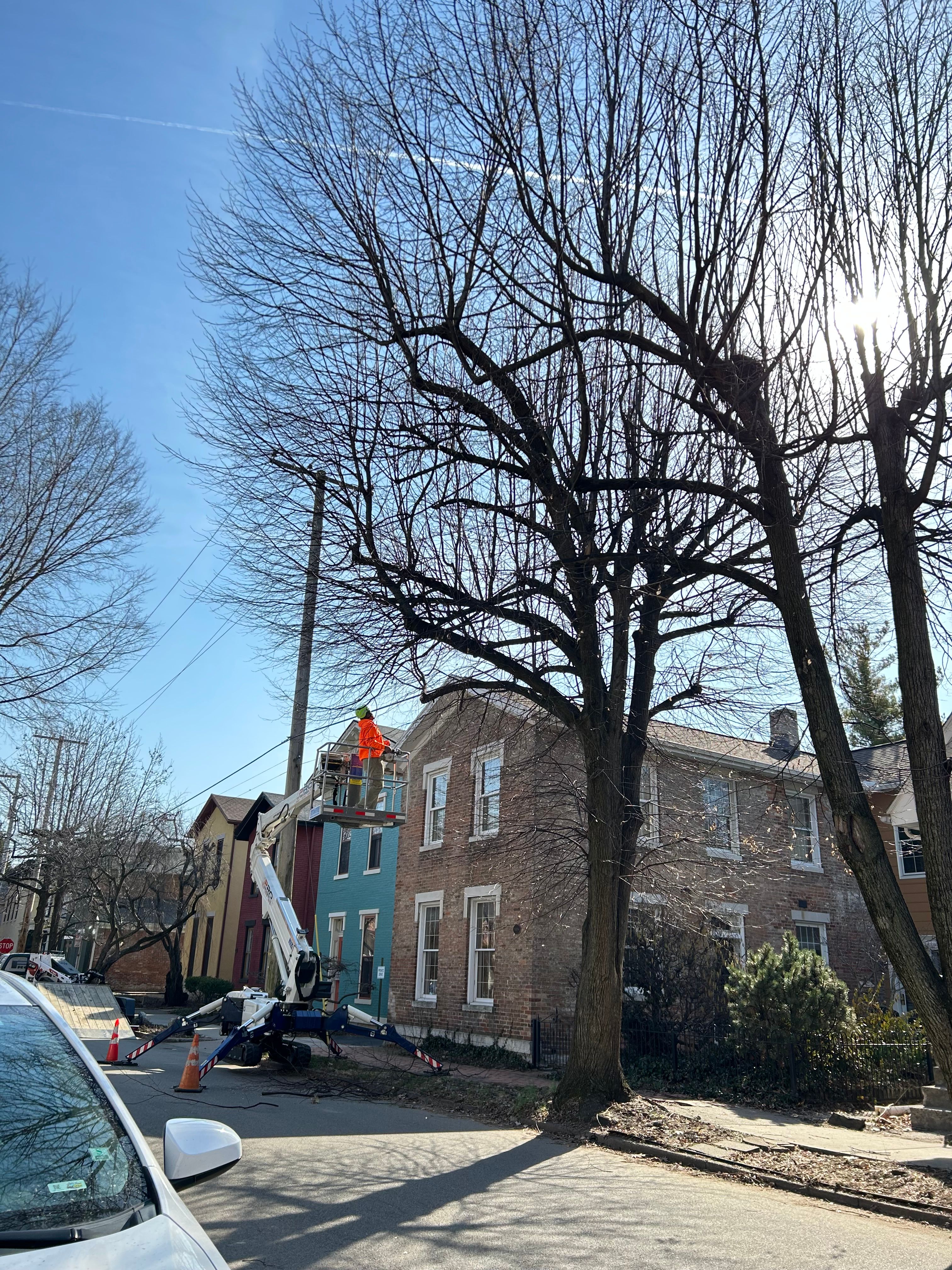 All Photos for Pro Tree Trim & Removal, Llc in Dayton, OH