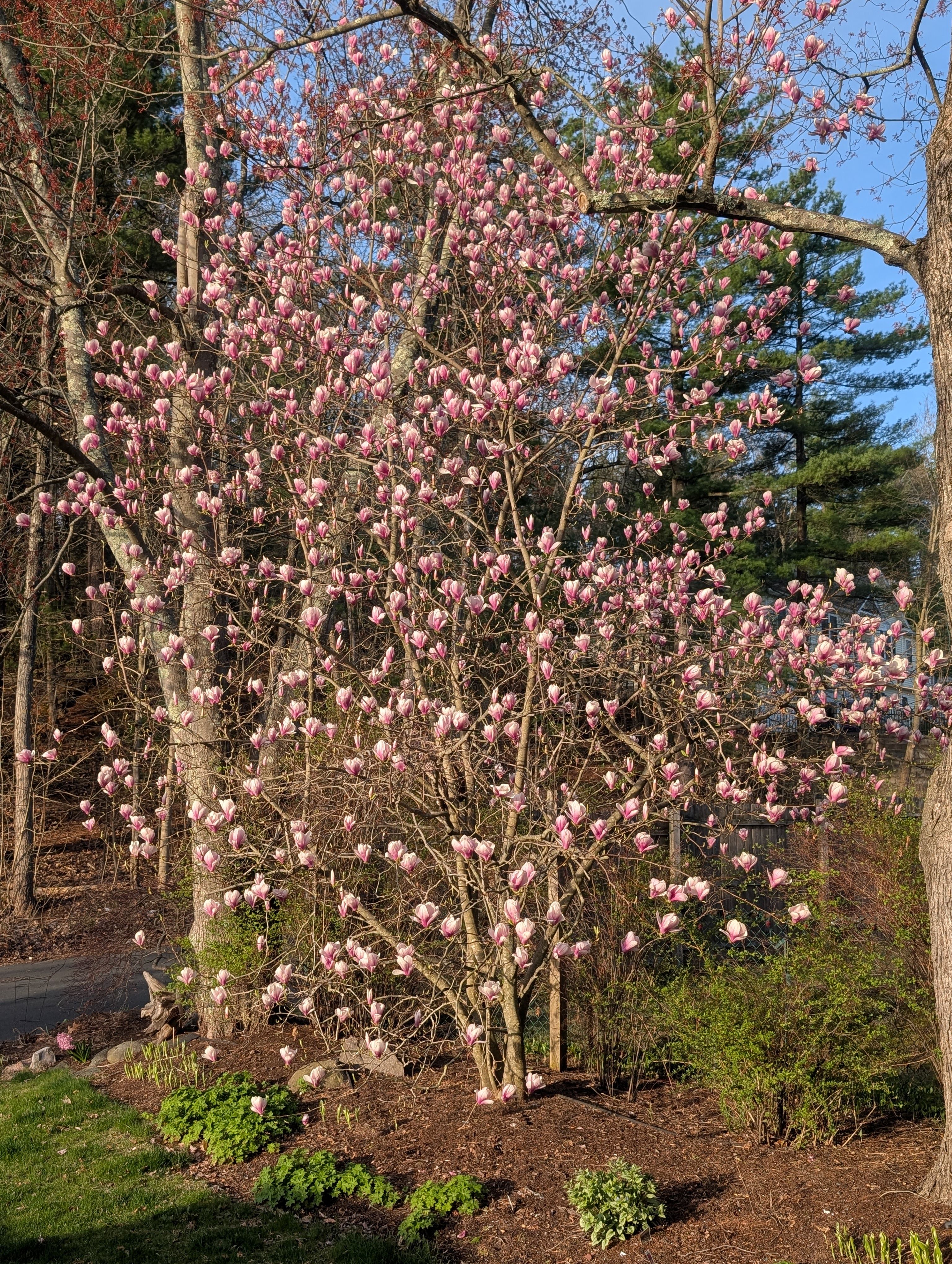  for Evolution Earthscapes, LLC in Ludlow, MA