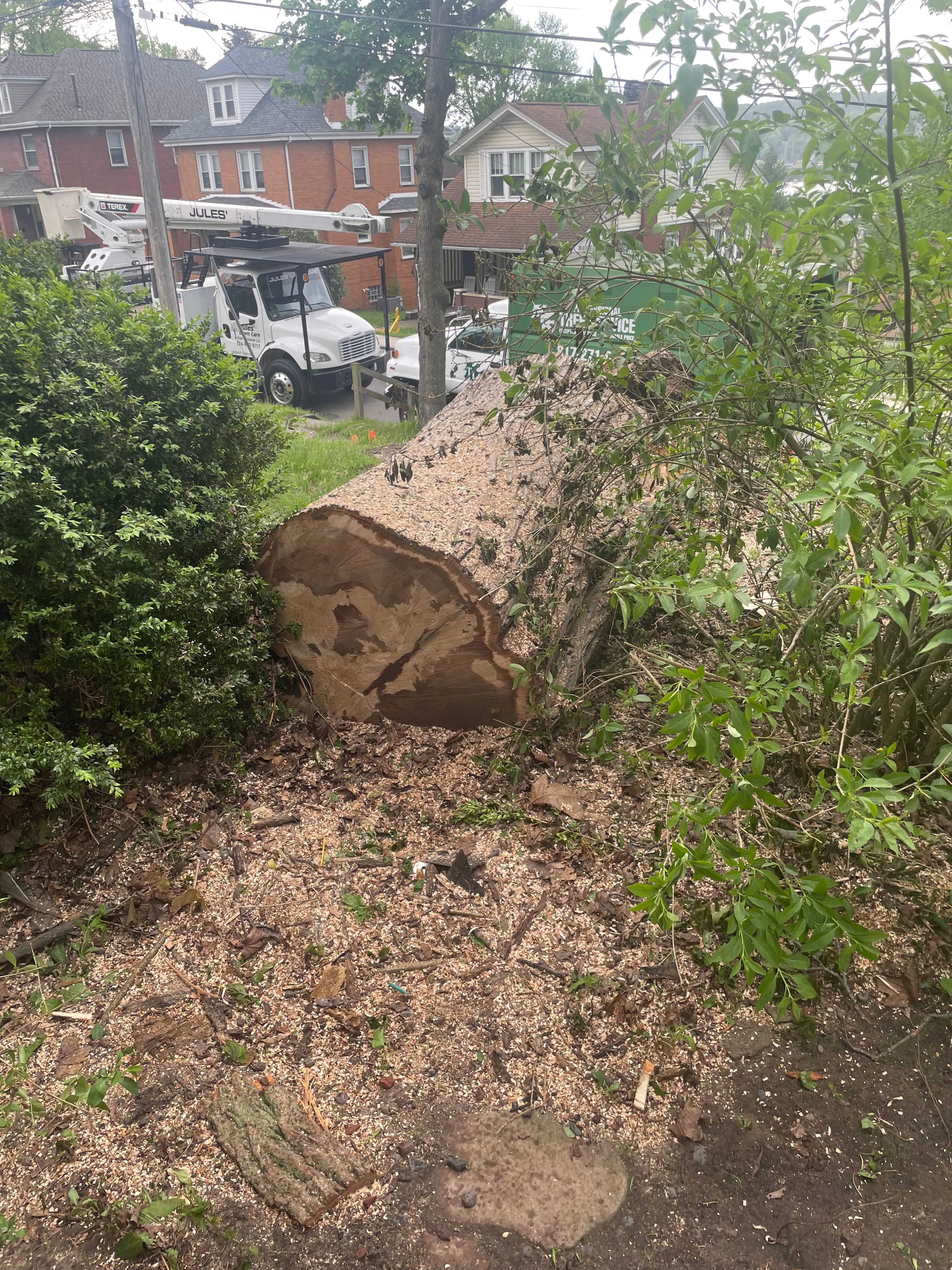  for TLC Professional Tree Service in Fort Worth, TX