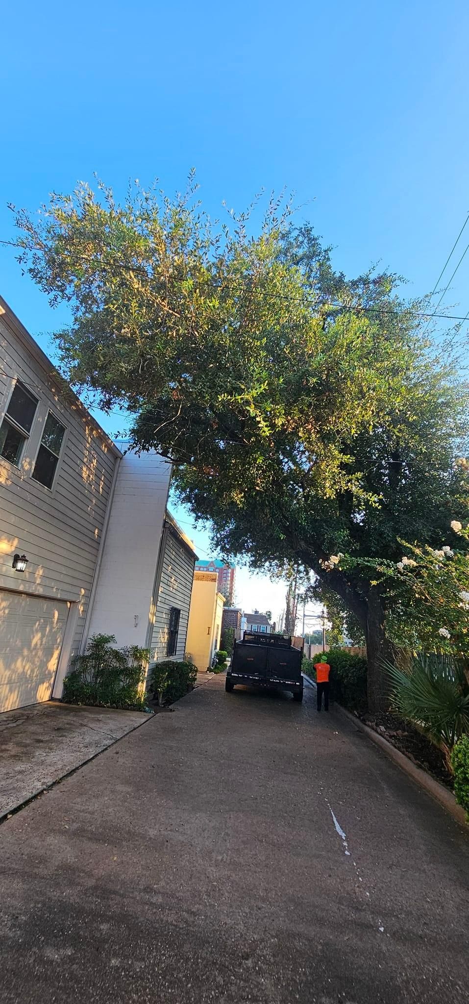  for Servin's Tree Care  in Houston, TX