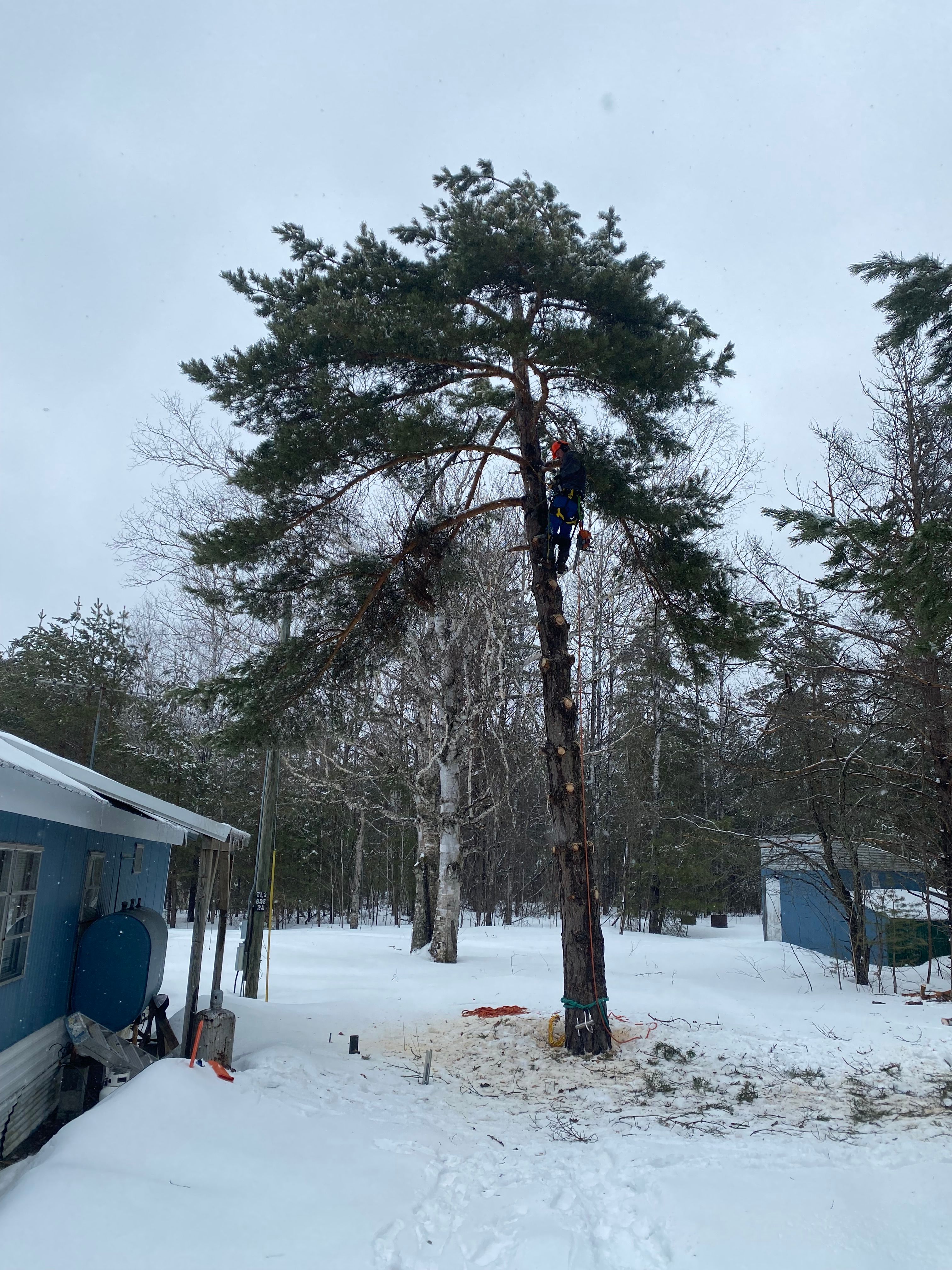 Tree Removal for Bear Creek Tree Service LLC in Rudyard, MI