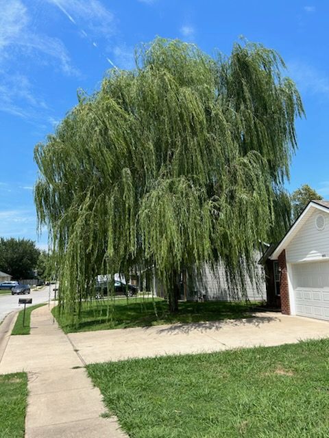 All Photos for Dale's Tree Service in Springdale, AR