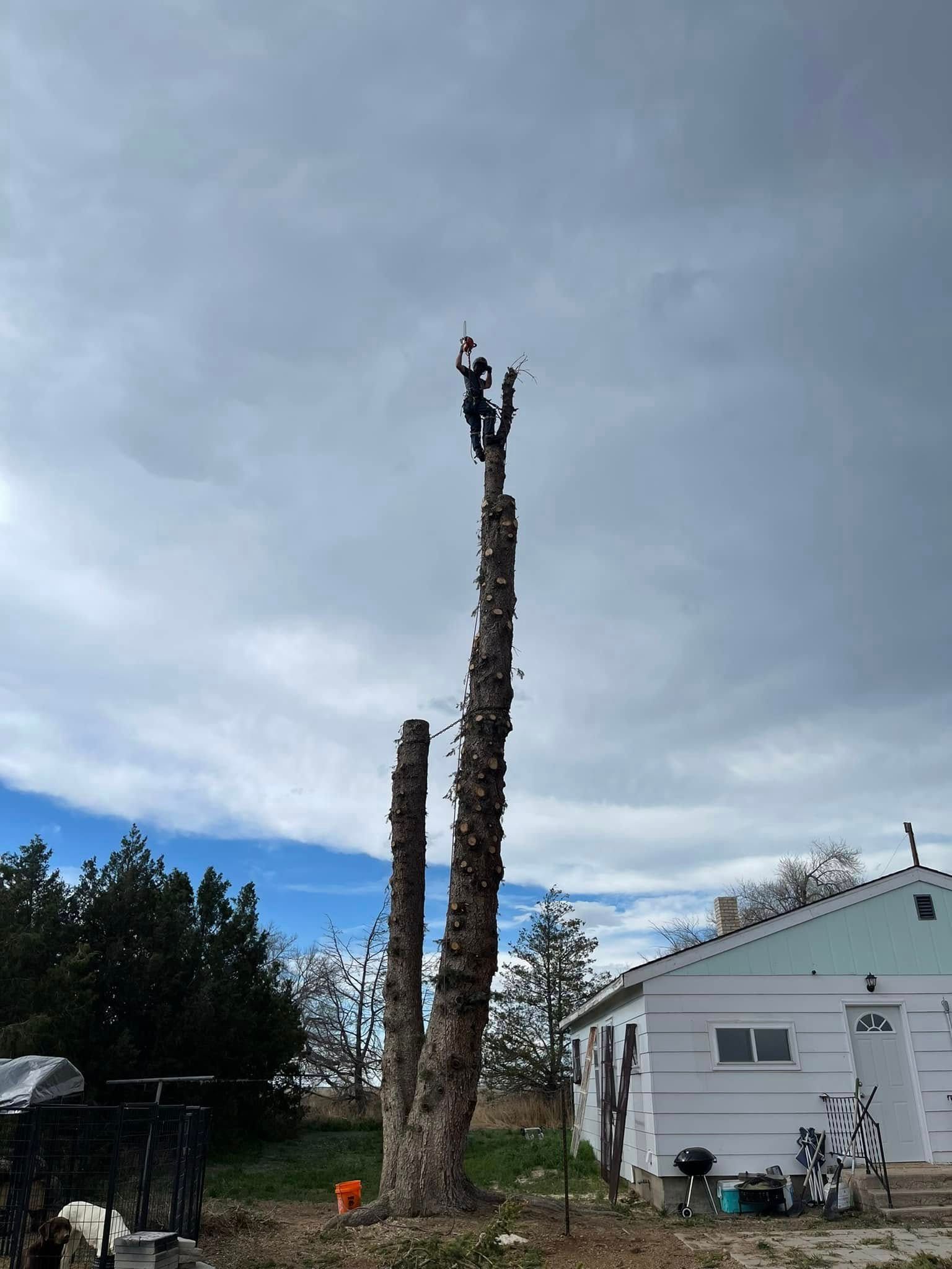 Other Services for Graham’s Tree Services in Pierce, CO