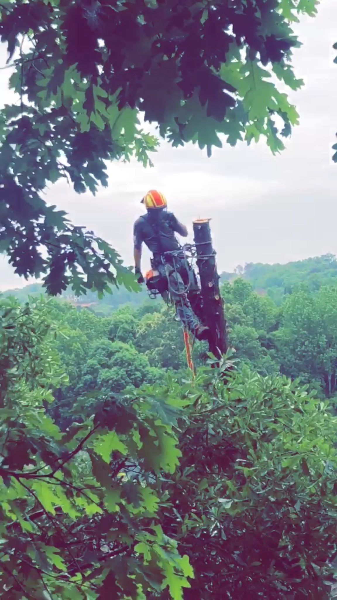  for Sky High Tree Service in Columbia, MO