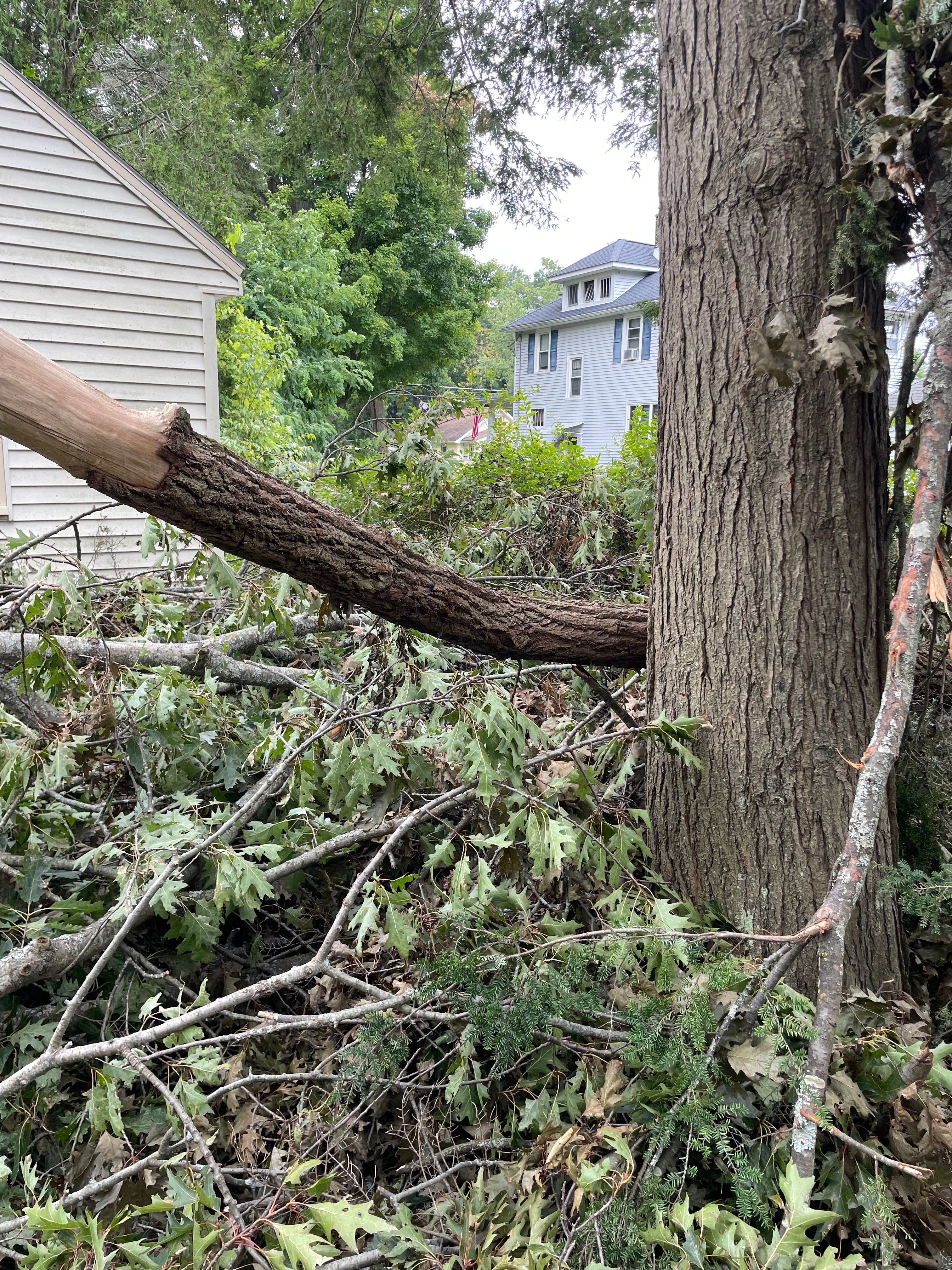 Tree Removal for Benjamin & Sons in Elmira, NY