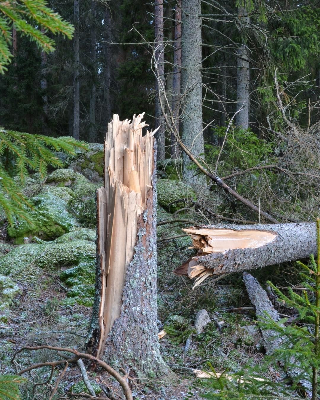  for Oakwood Tree Removal LLC in Oak Creek,  WI