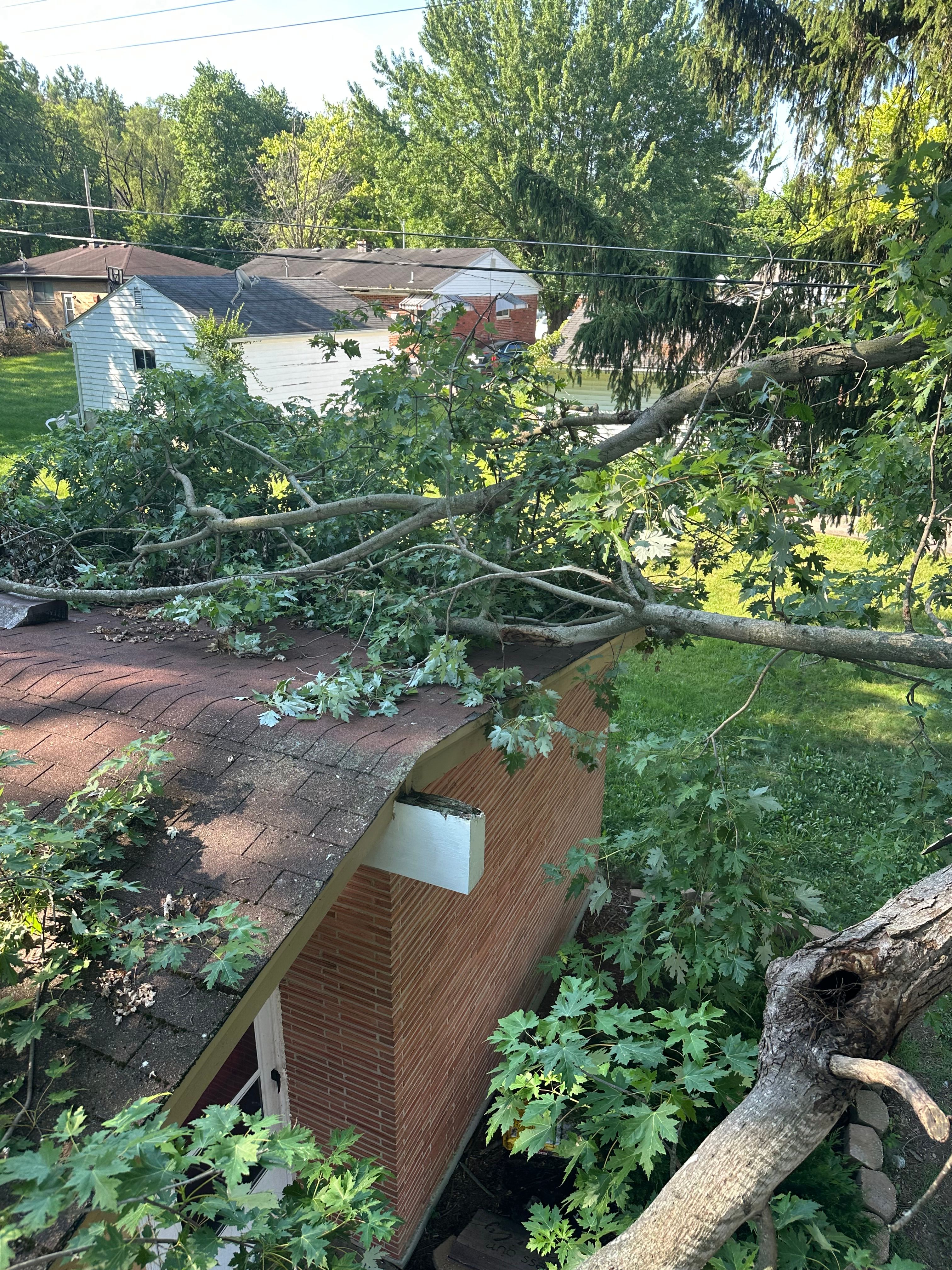 All Photos for Pro Tree Trim & Removal, Llc in Dayton, OH