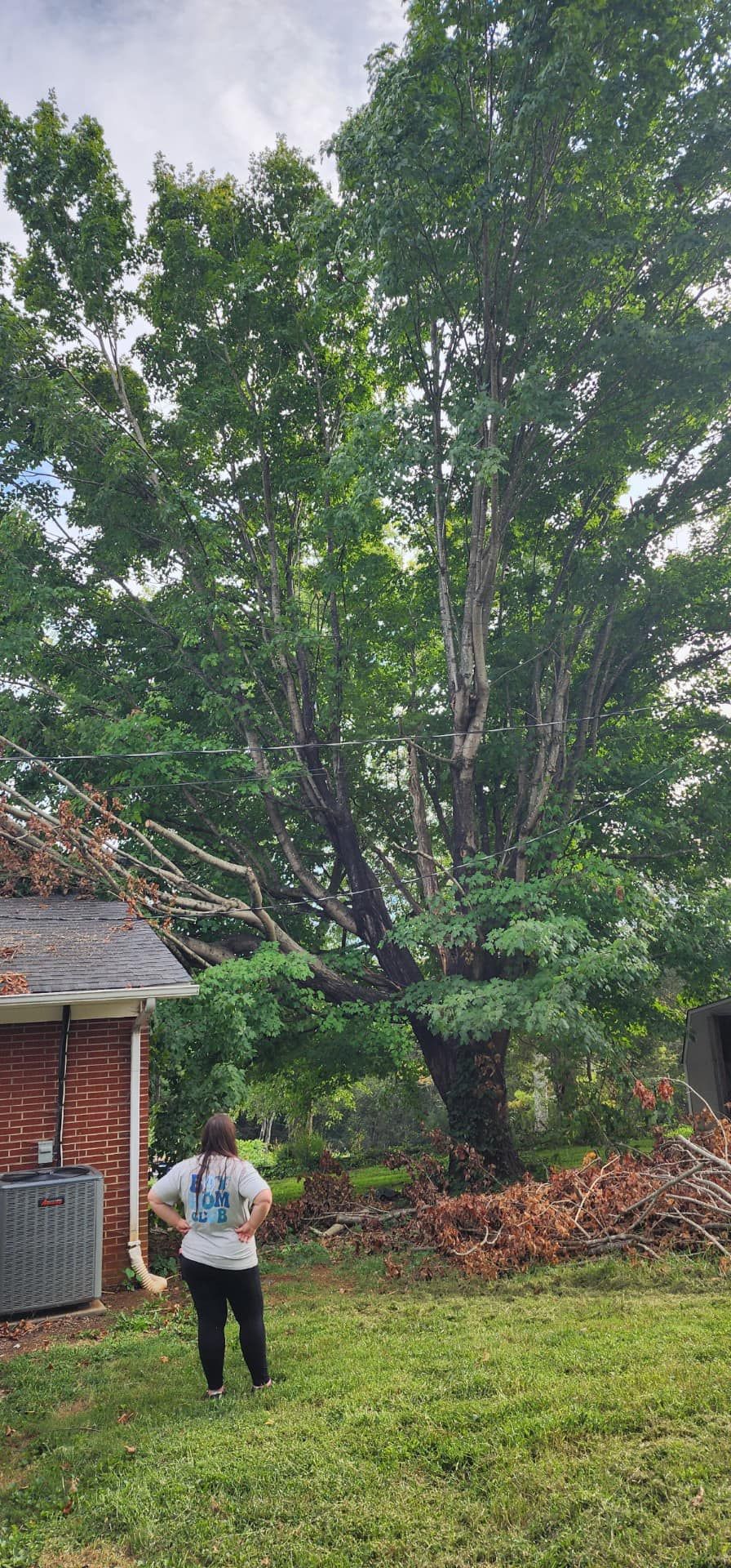 Tree Removal for Grainger Tree Service in Blaine, TN