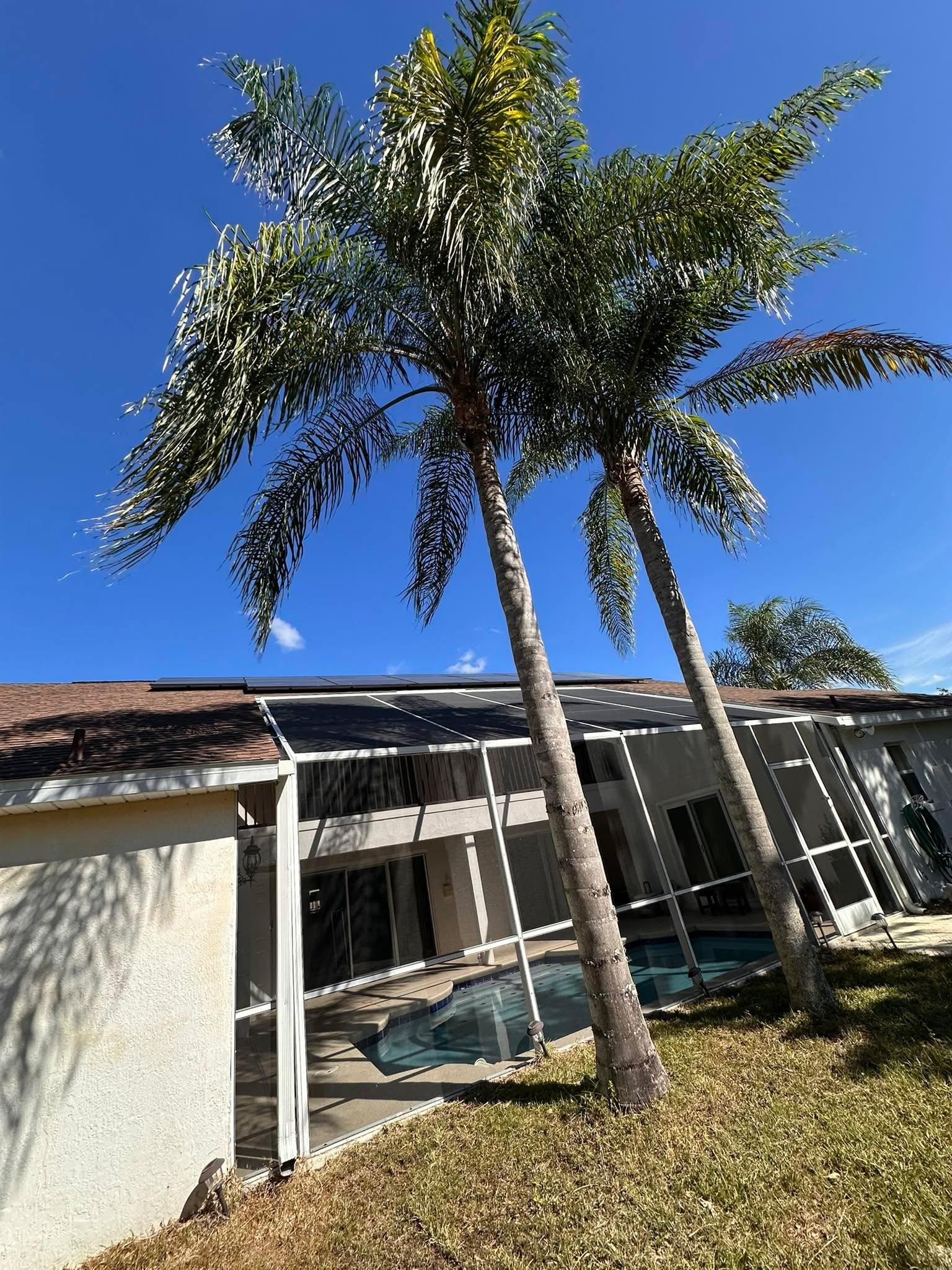 Tree Services for Ludlows Services in Clermont, FL