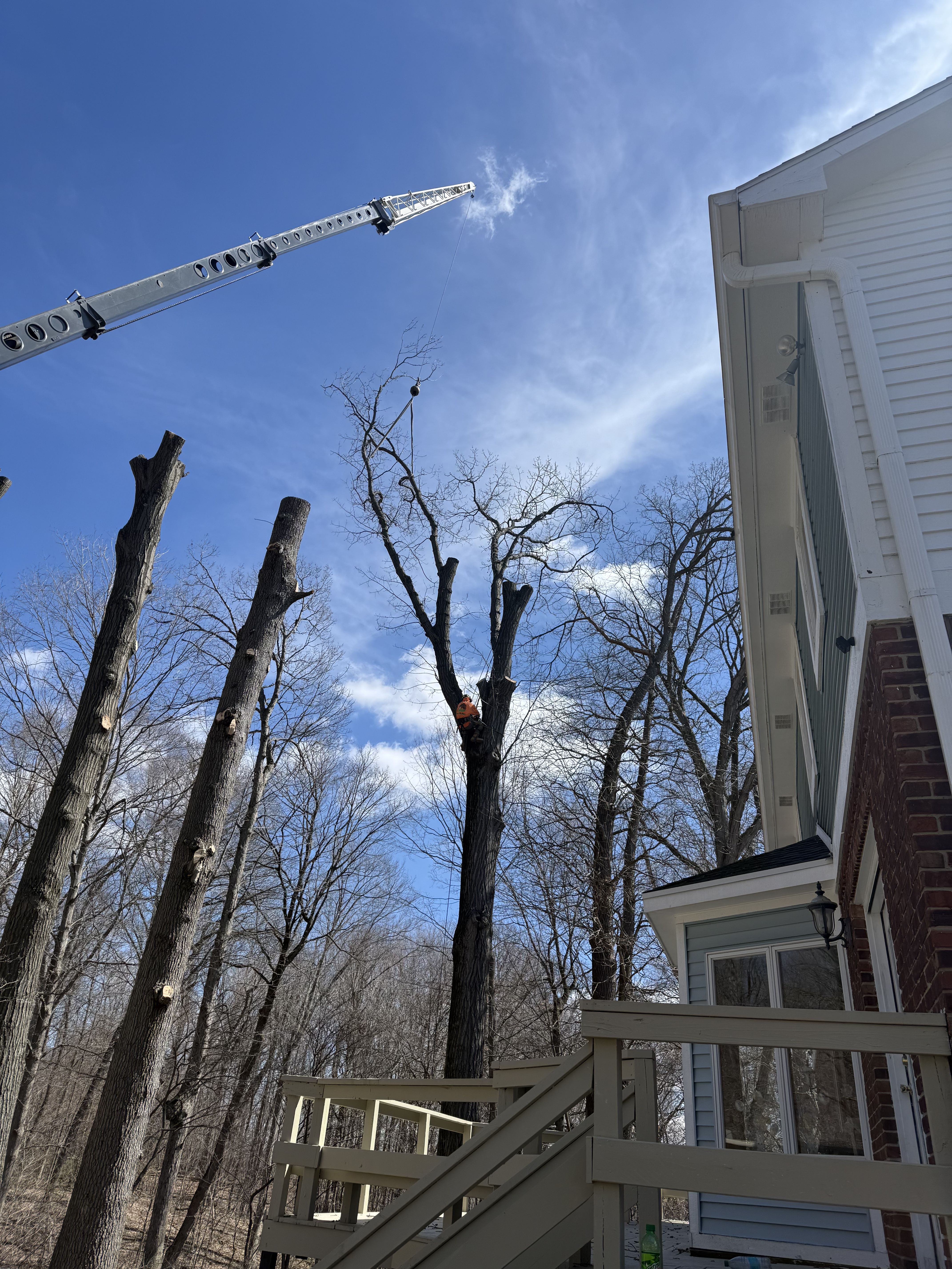 for Advanced Tree Solutions in Rockville, IN