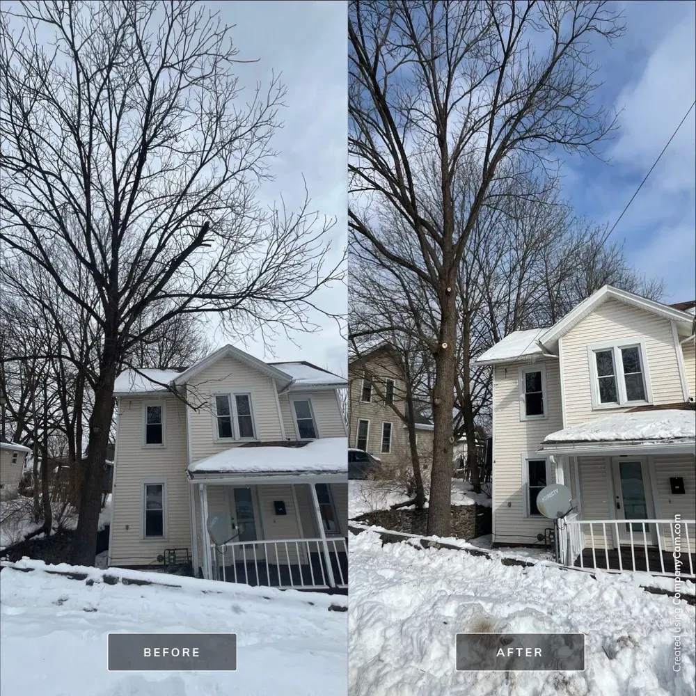 All Photos for Licensed to Cut Tree Service in Athens, PA