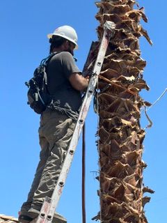  for Patriot Tree Service in Mesa, AZ