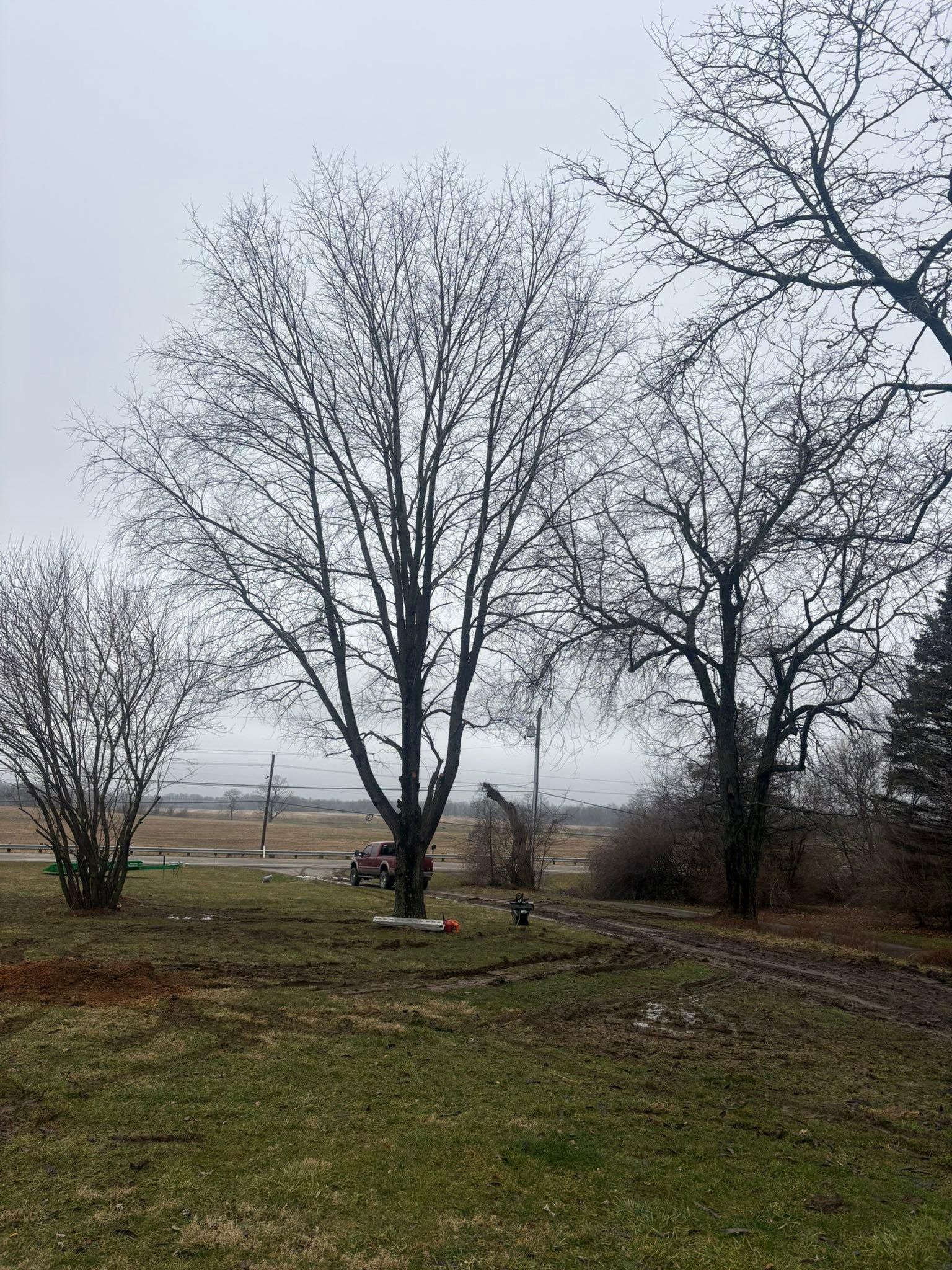  for Dig-It Tree Company in Mason, OH