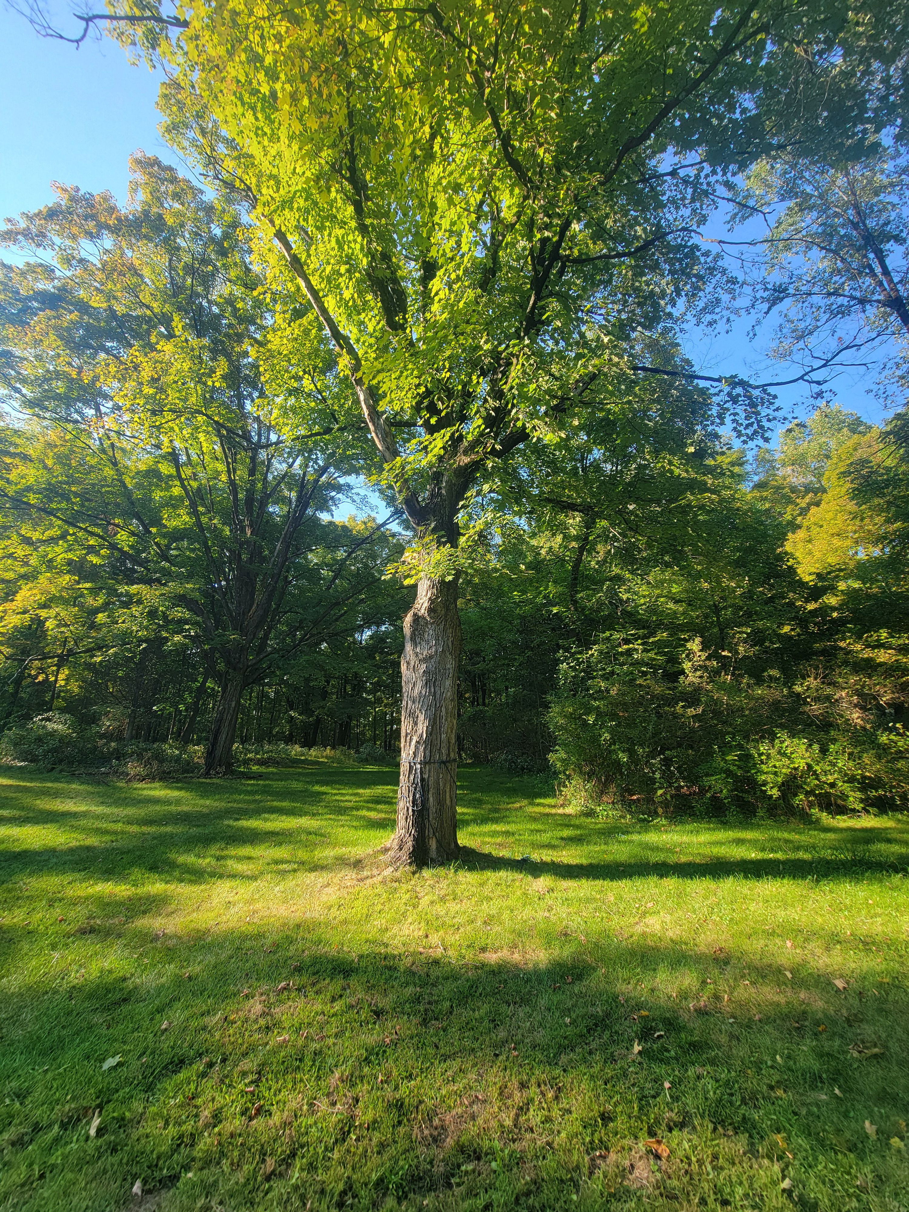  for Sweet Scapes in Ballston Spa, NY