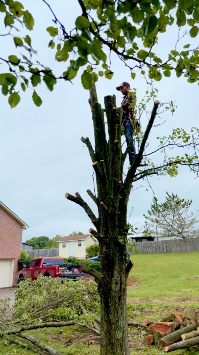  for Grainger Tree Service in Blaine, TN