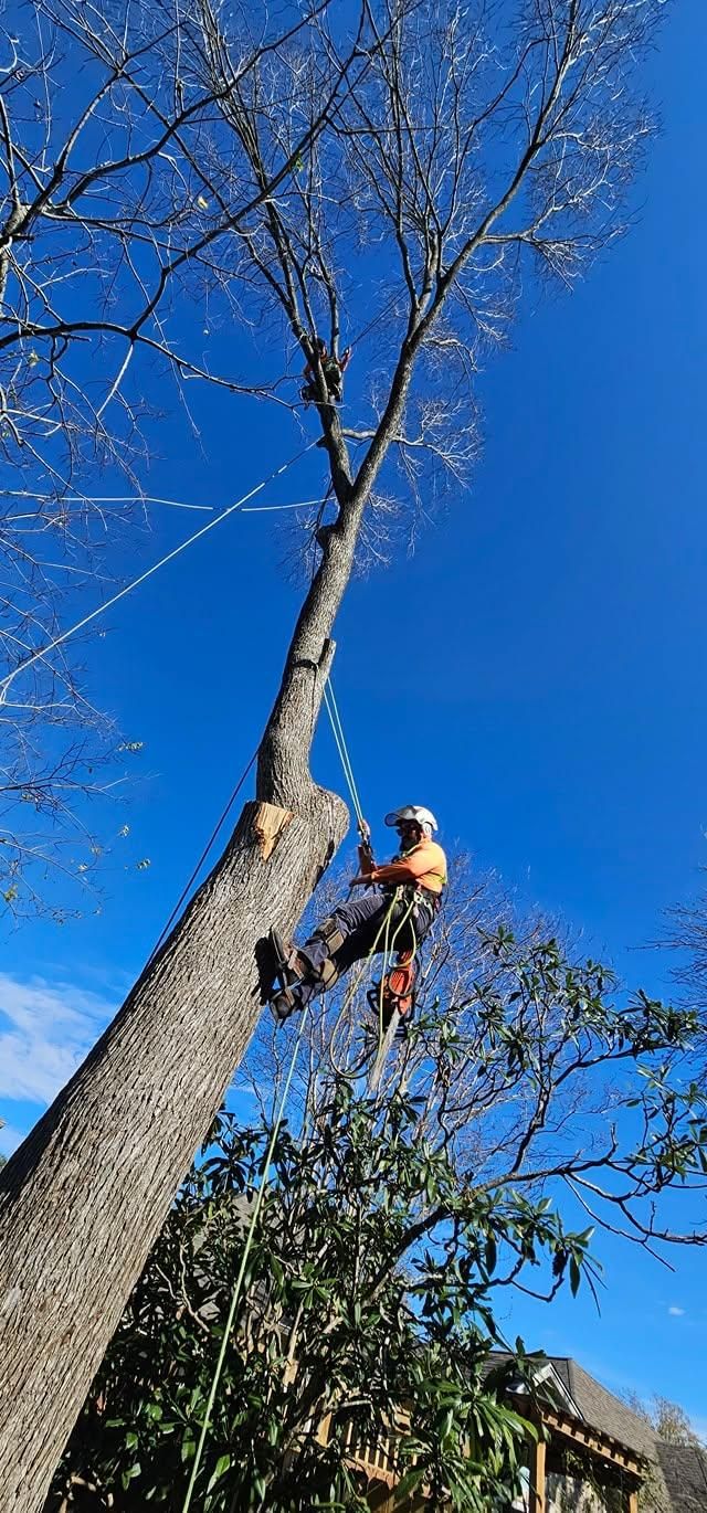  for Servin's Tree Care  in Houston, TX
