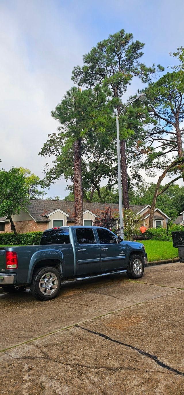  for Servin's Tree Care  in Houston, TX