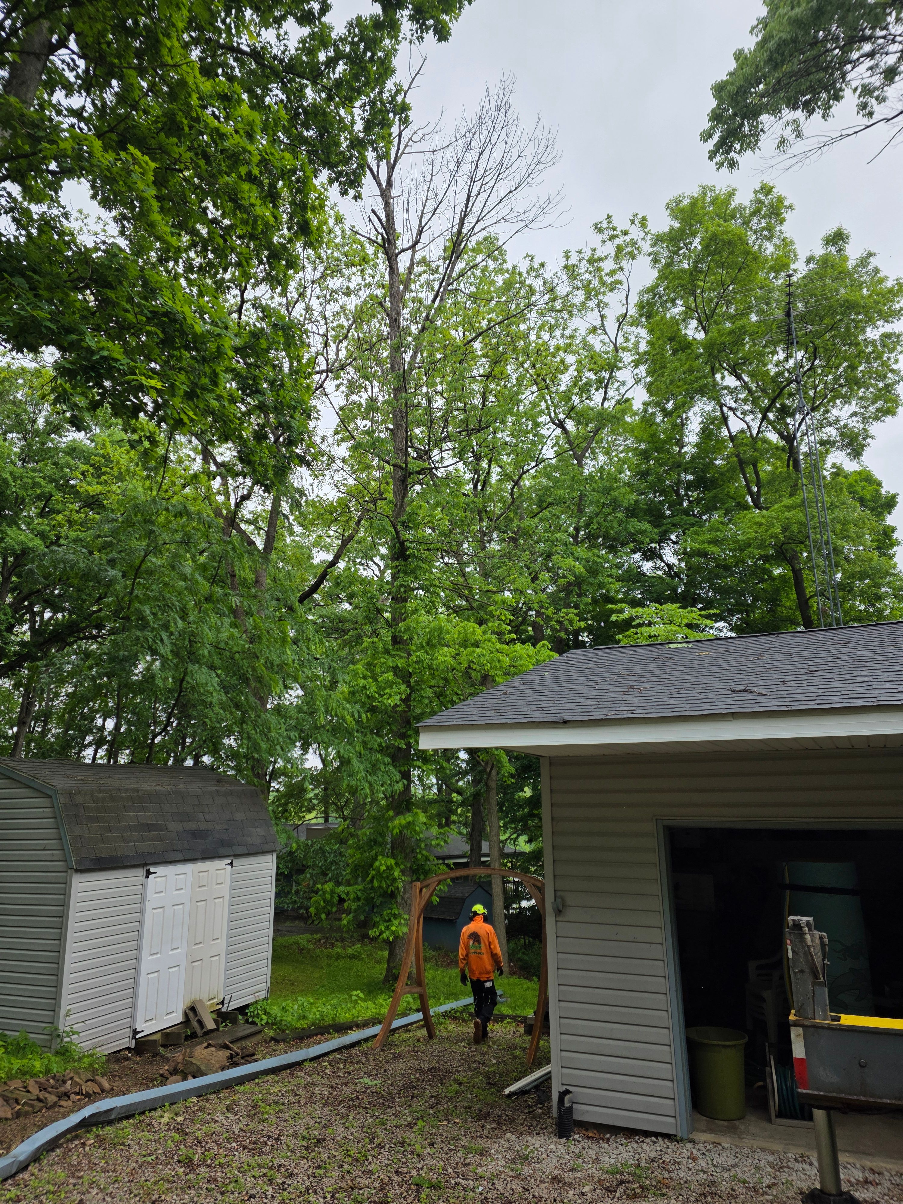  for Advanced Tree Solutions in Rockville, IN