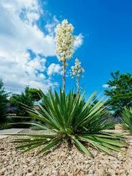  for Cole Landscaping & Pools, LLC in Amarillo, TX
