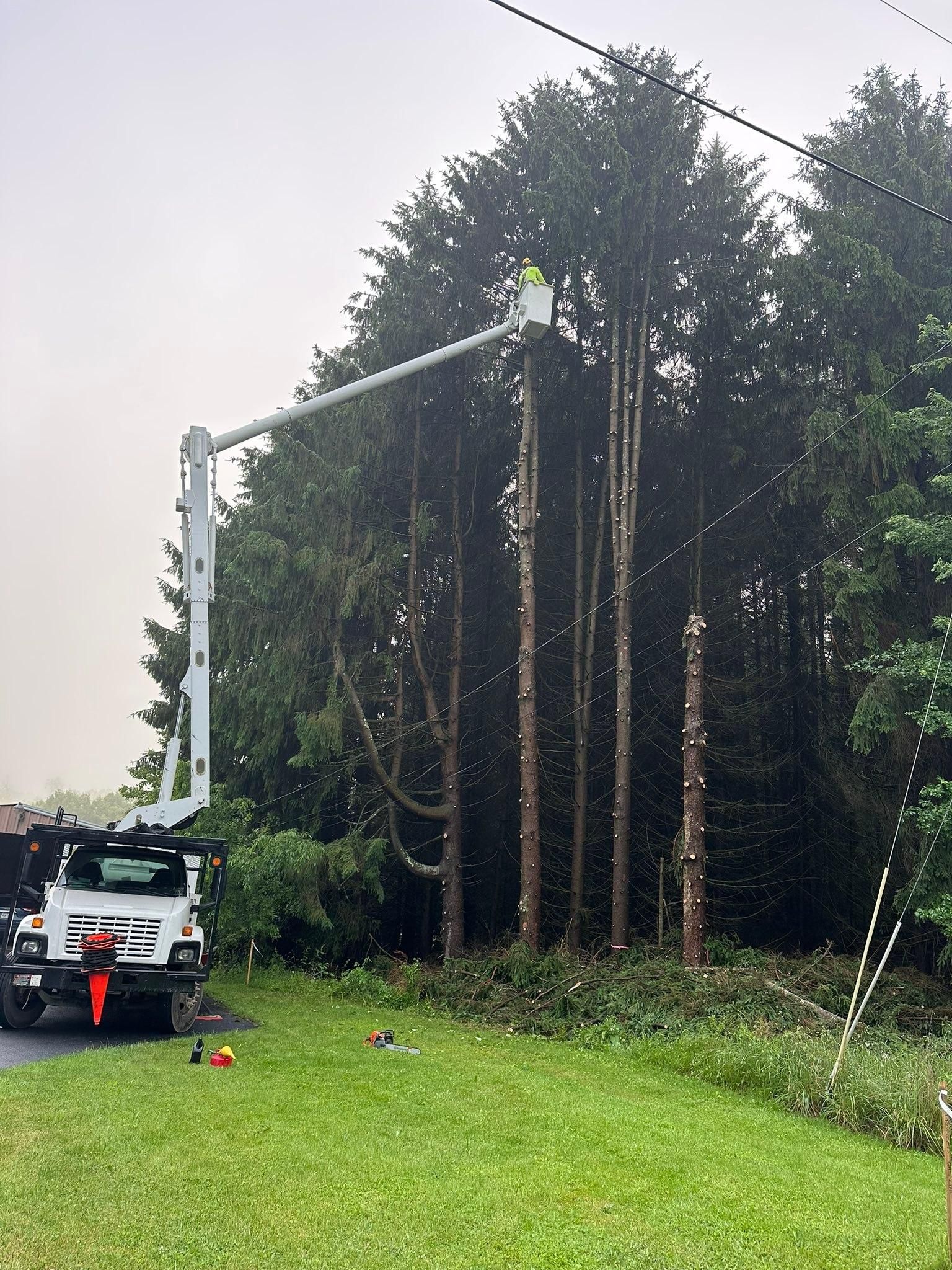  for Mad Tree Service in Cochranton, PA
