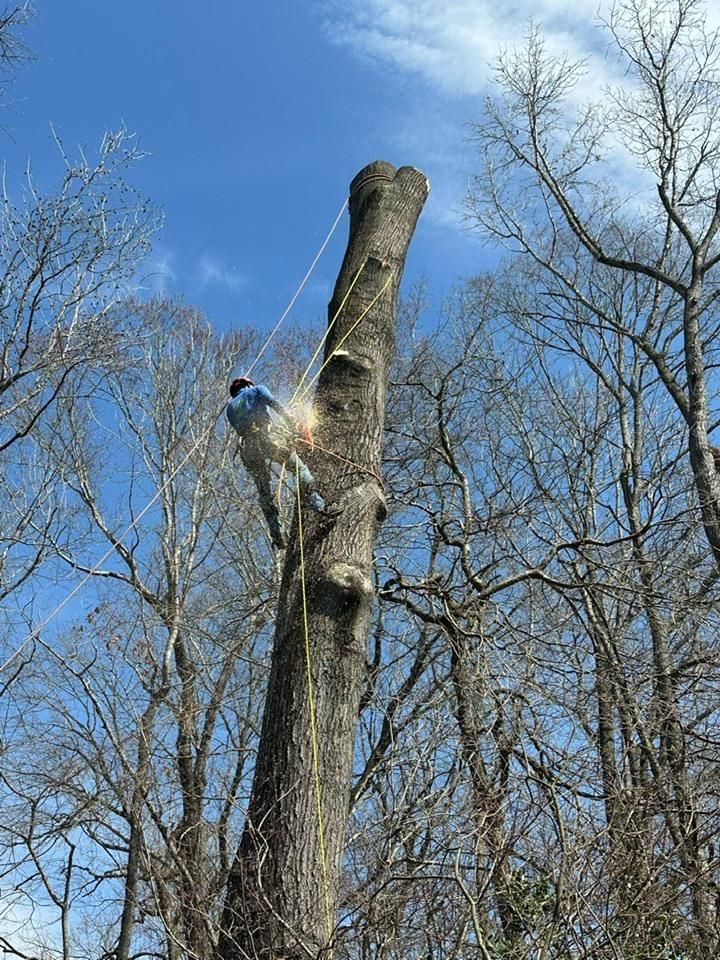 All Photos for Pedro's Tree Removal in Charlotte, NC