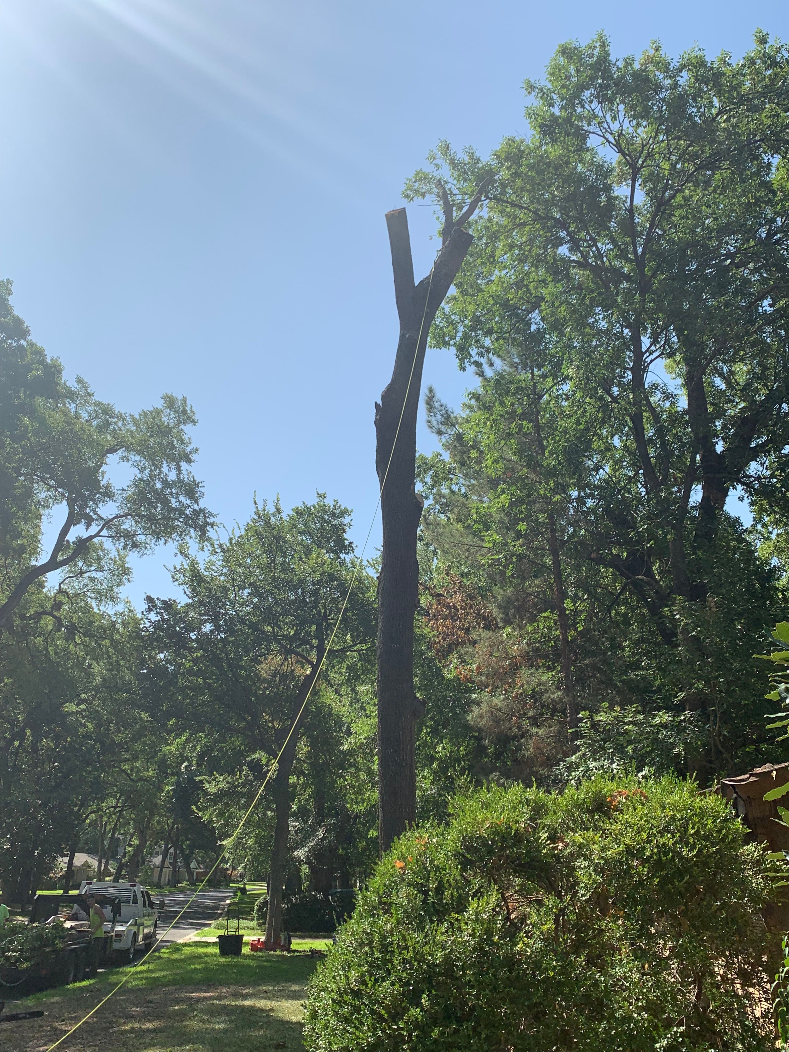  for TLC Professional Tree Service in Bedford, TX