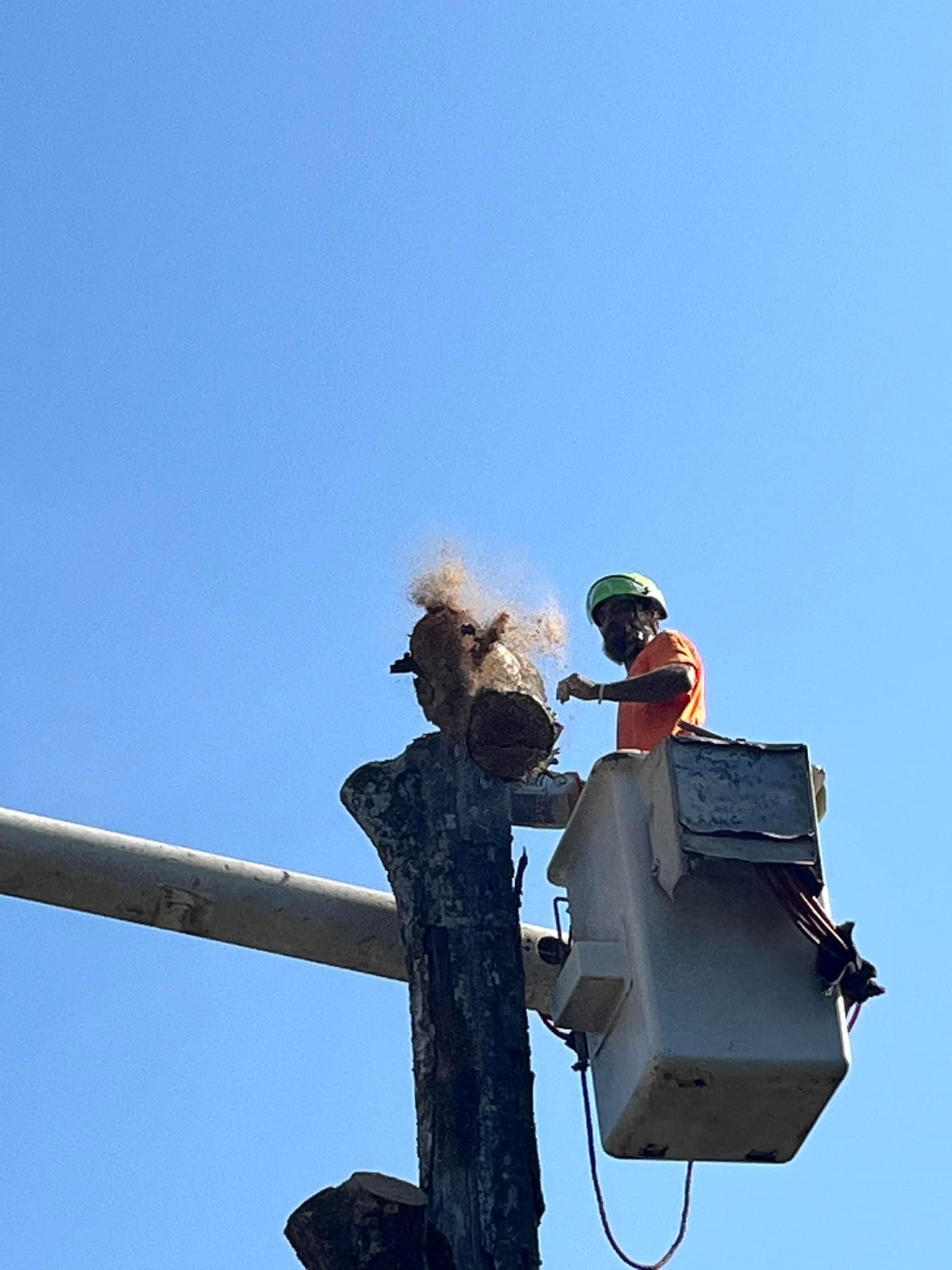  for H n H Tree Service in Taneyville, MO