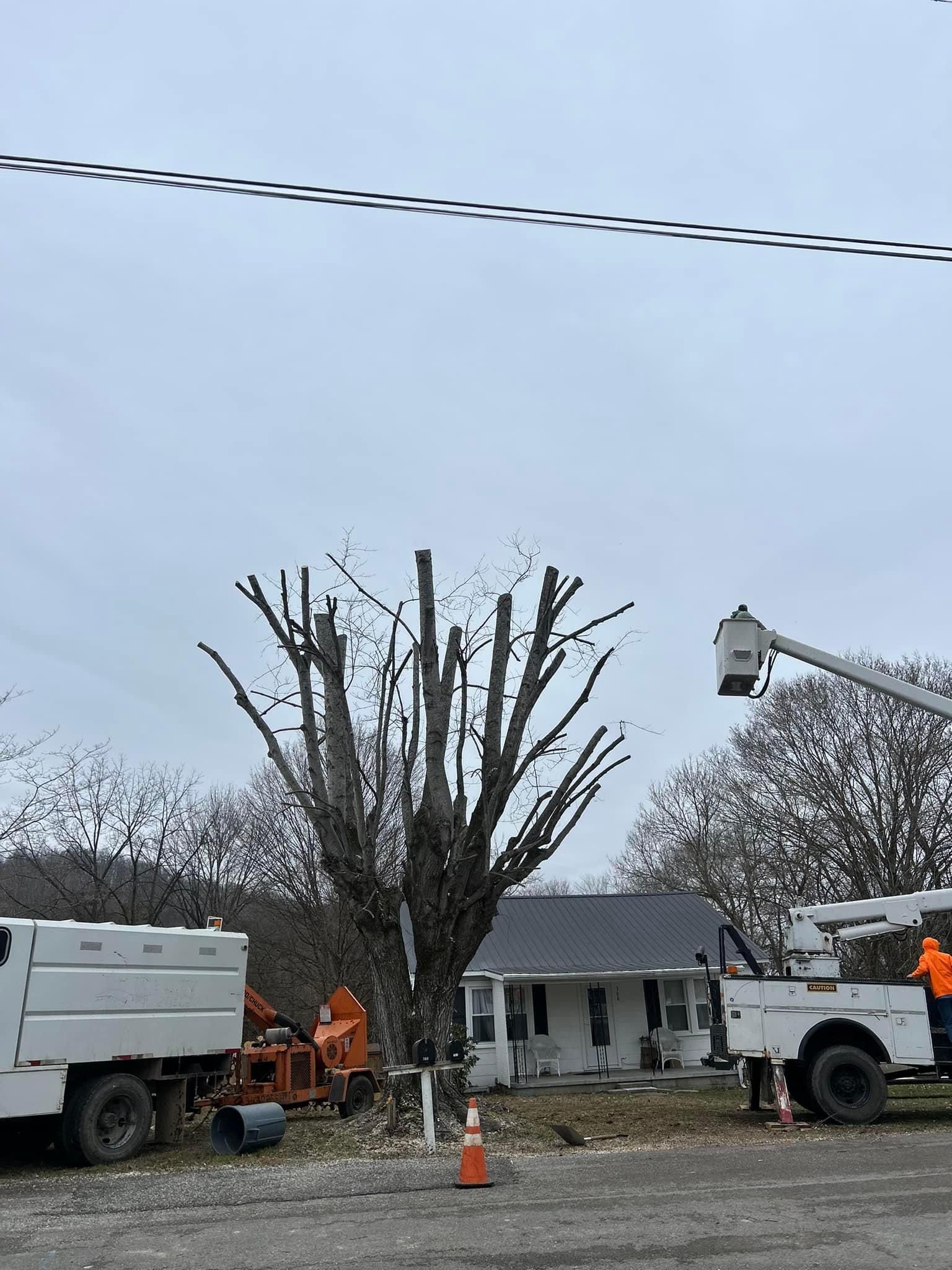 Fall and Spring Clean Up for Atwood’s Tree Care in Liberty,  KY