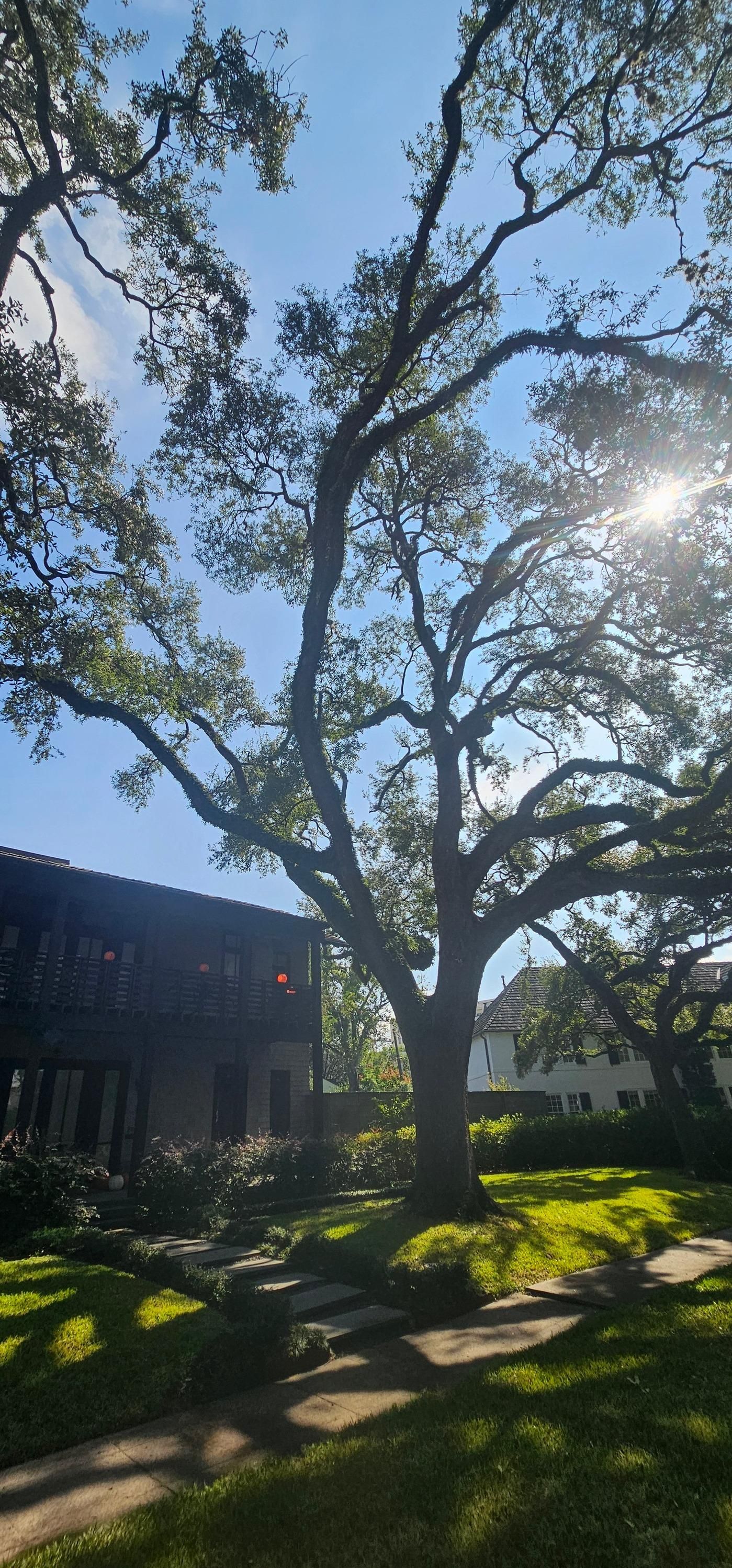  for Servin's Tree Care  in Houston, TX