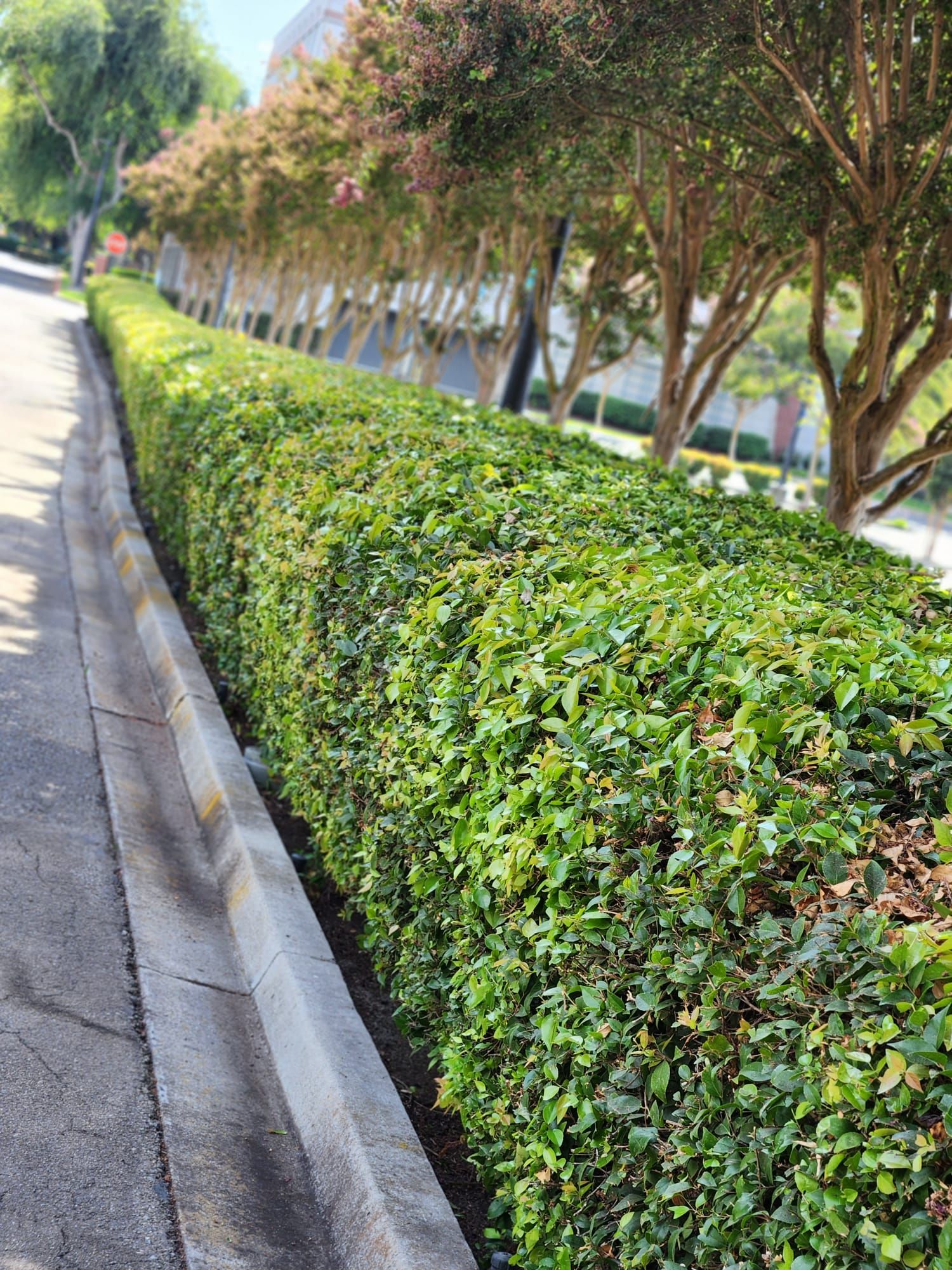  for Vargas LANSCAPE LLC in Stockton, CA