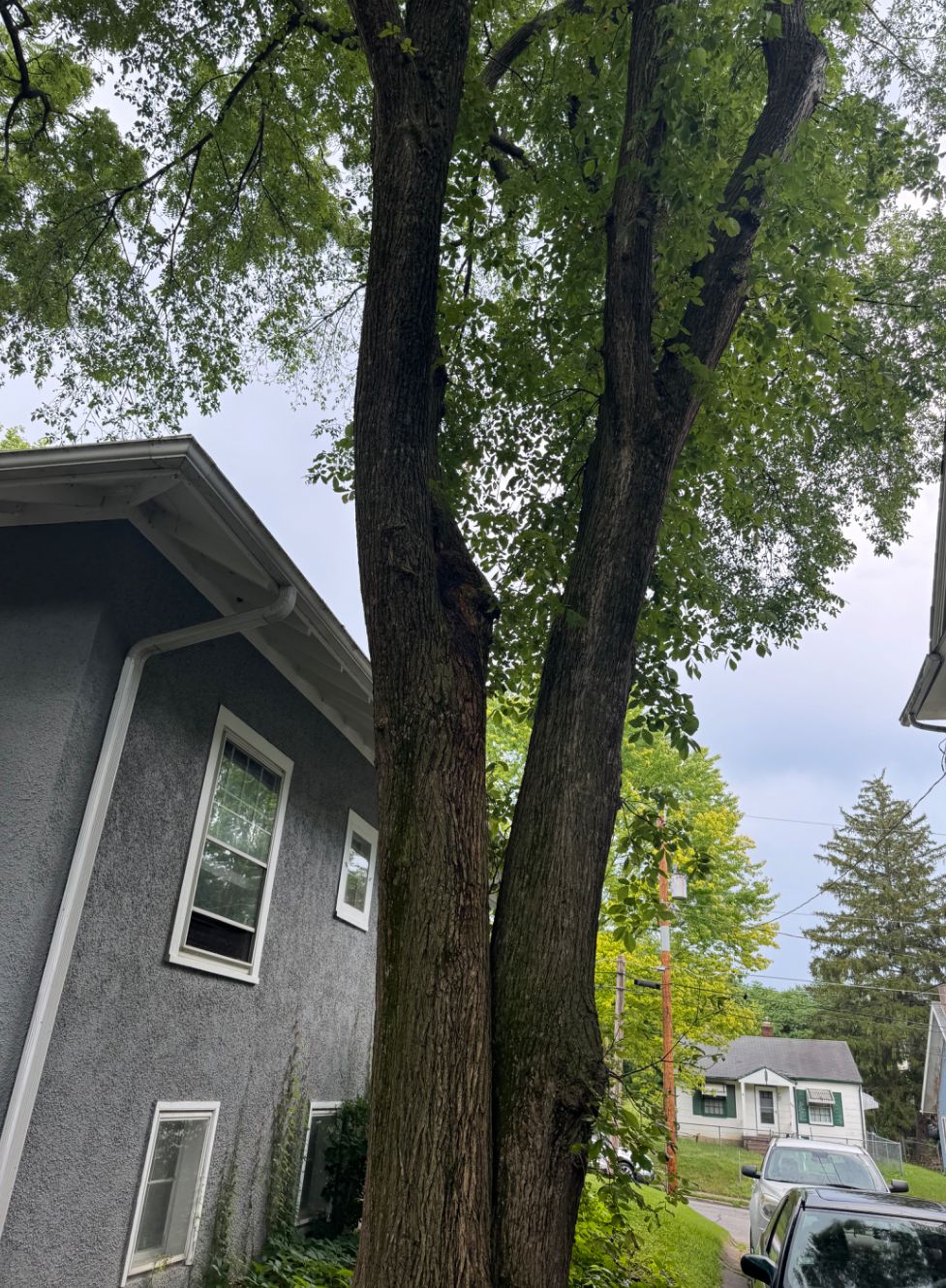 All Photos for Dittmer Tree Service in Davenport, IA