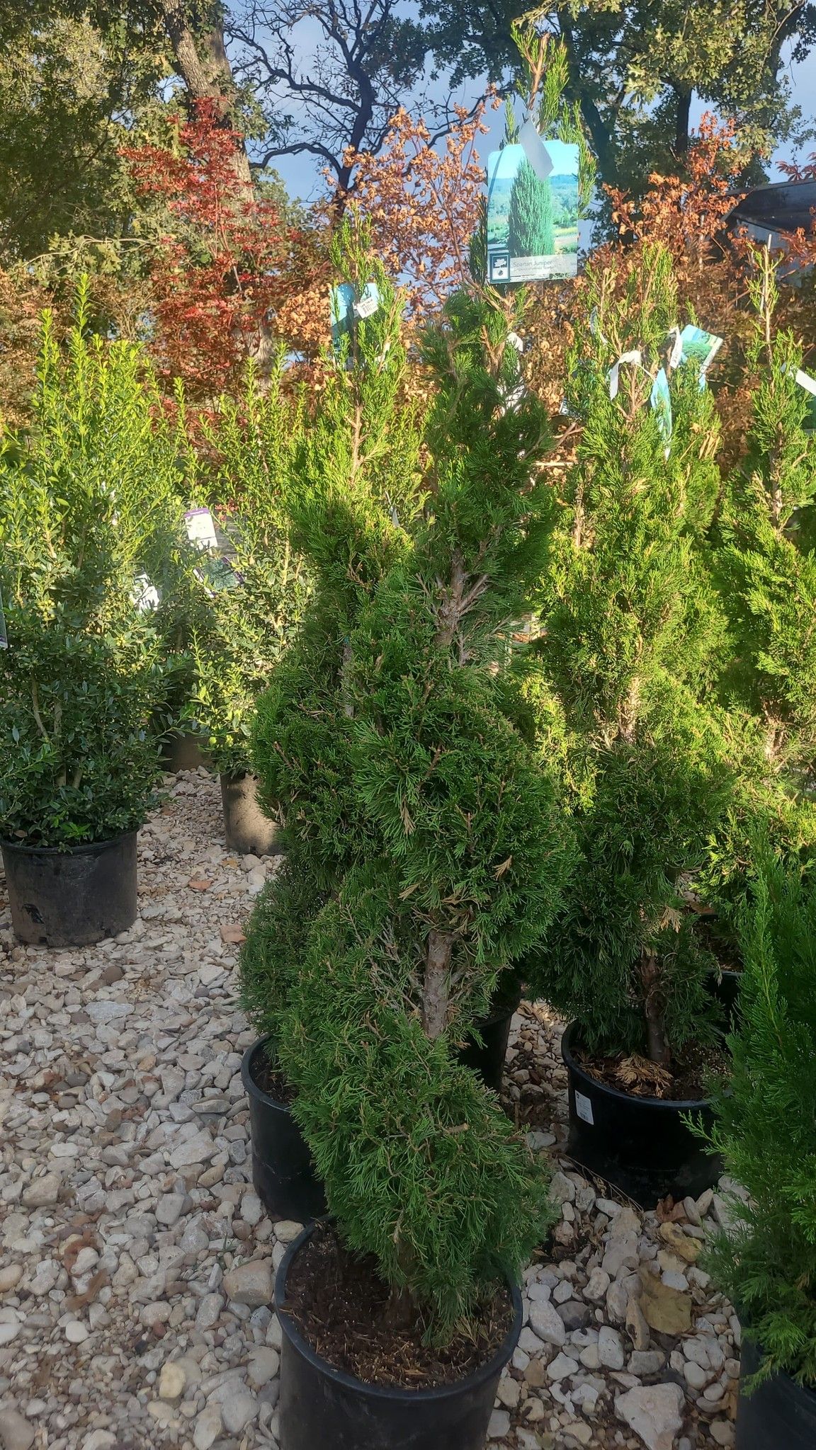  for Jose's Yardservice in Keller, TX