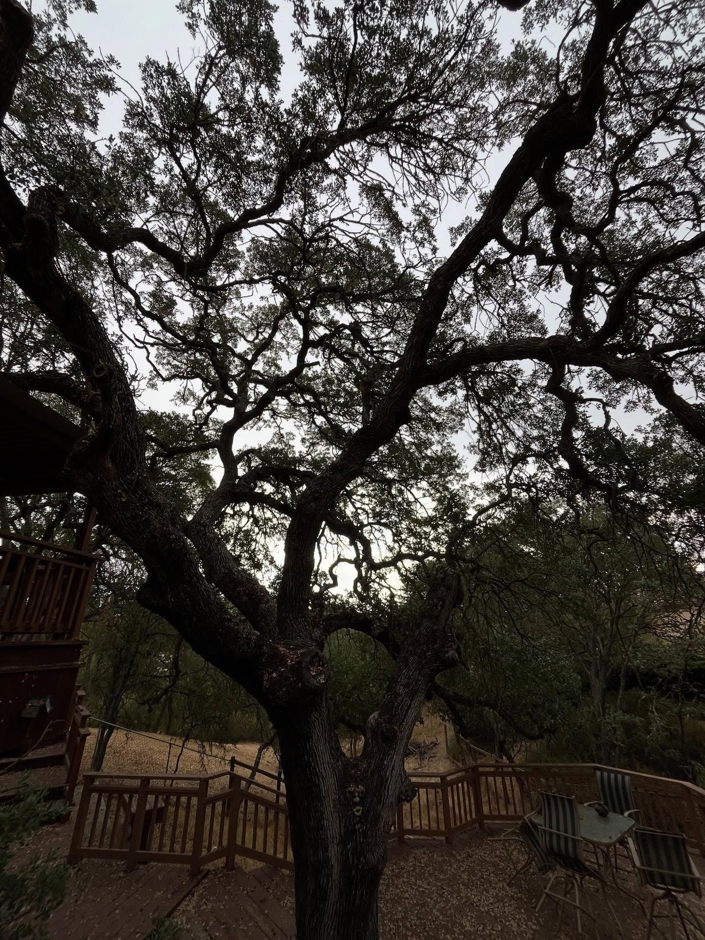  for A1 Junk & Tree Solutions, LLC in Paso Robles, CA