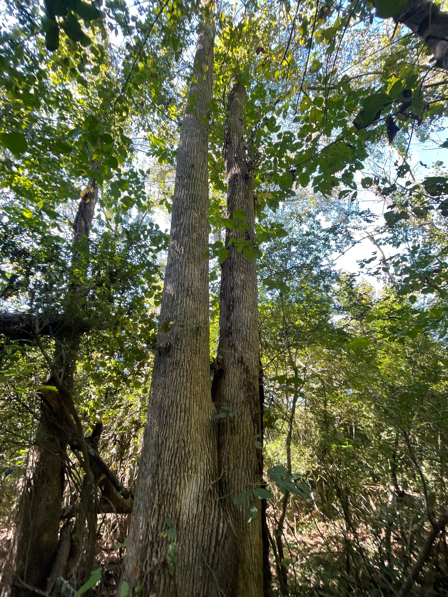  for Stem Tree Service in Belmont, NC