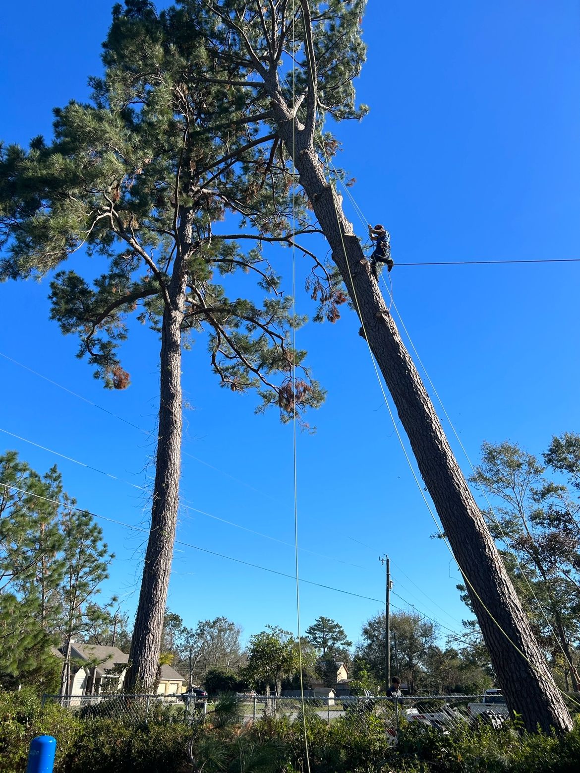  for Elevate Tree Care in Gillette, WY